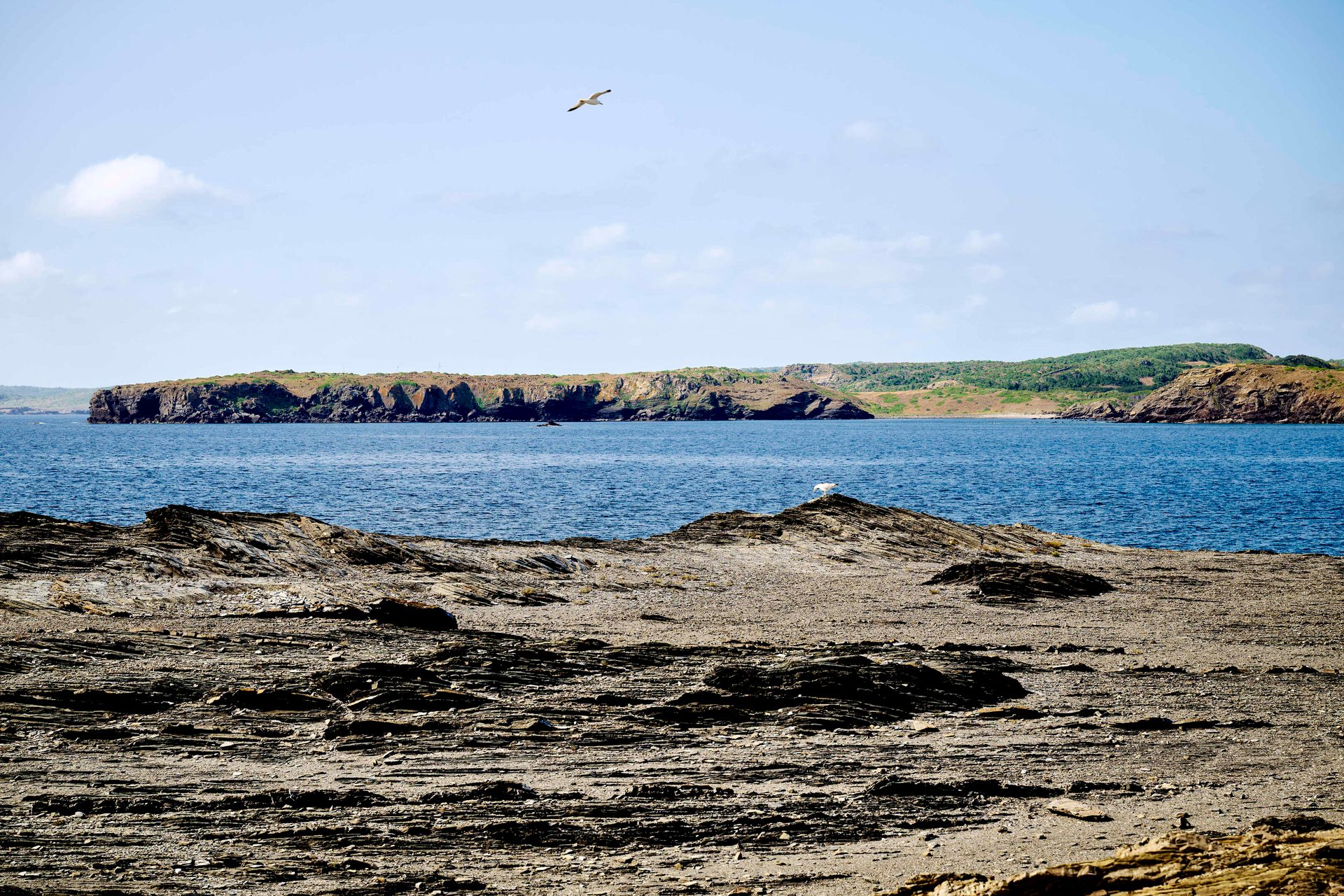 A coastal seascape with a rocky foreground, blue water, distant green cliffs, and two seagulls, one flying.