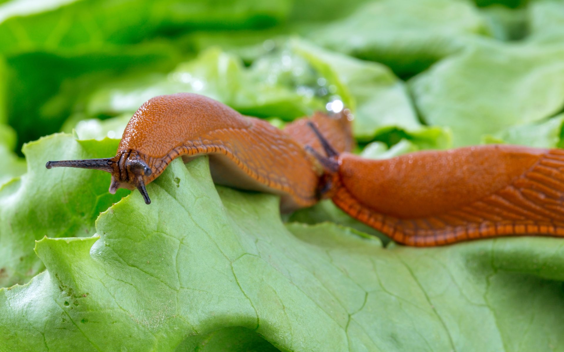 Terrestrial plant, Insect, Leaf, Organism, Arthropod