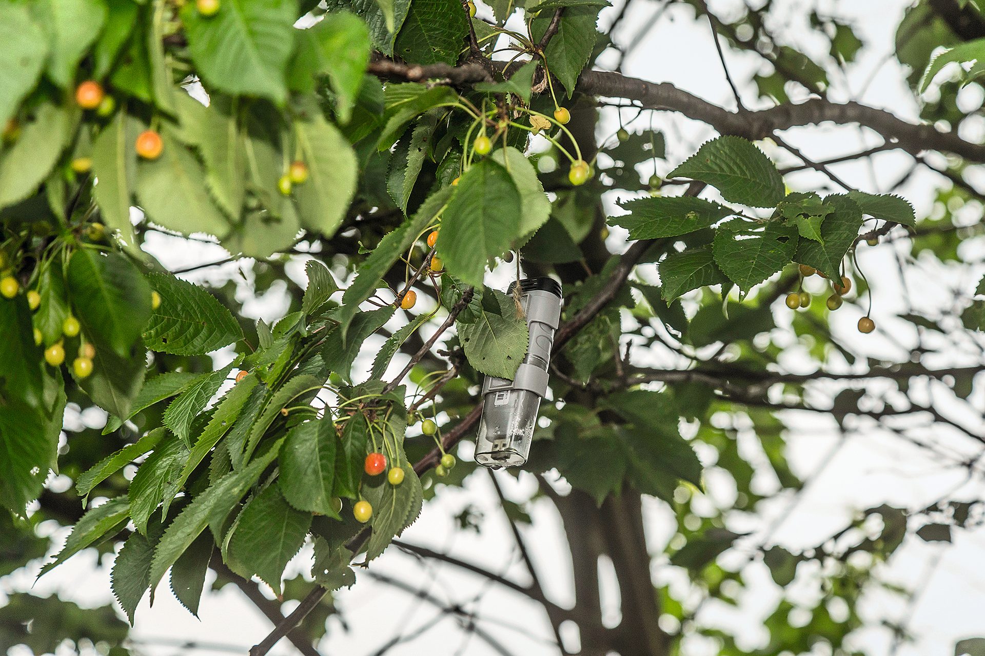 Branch, Twig, Plant, Sky