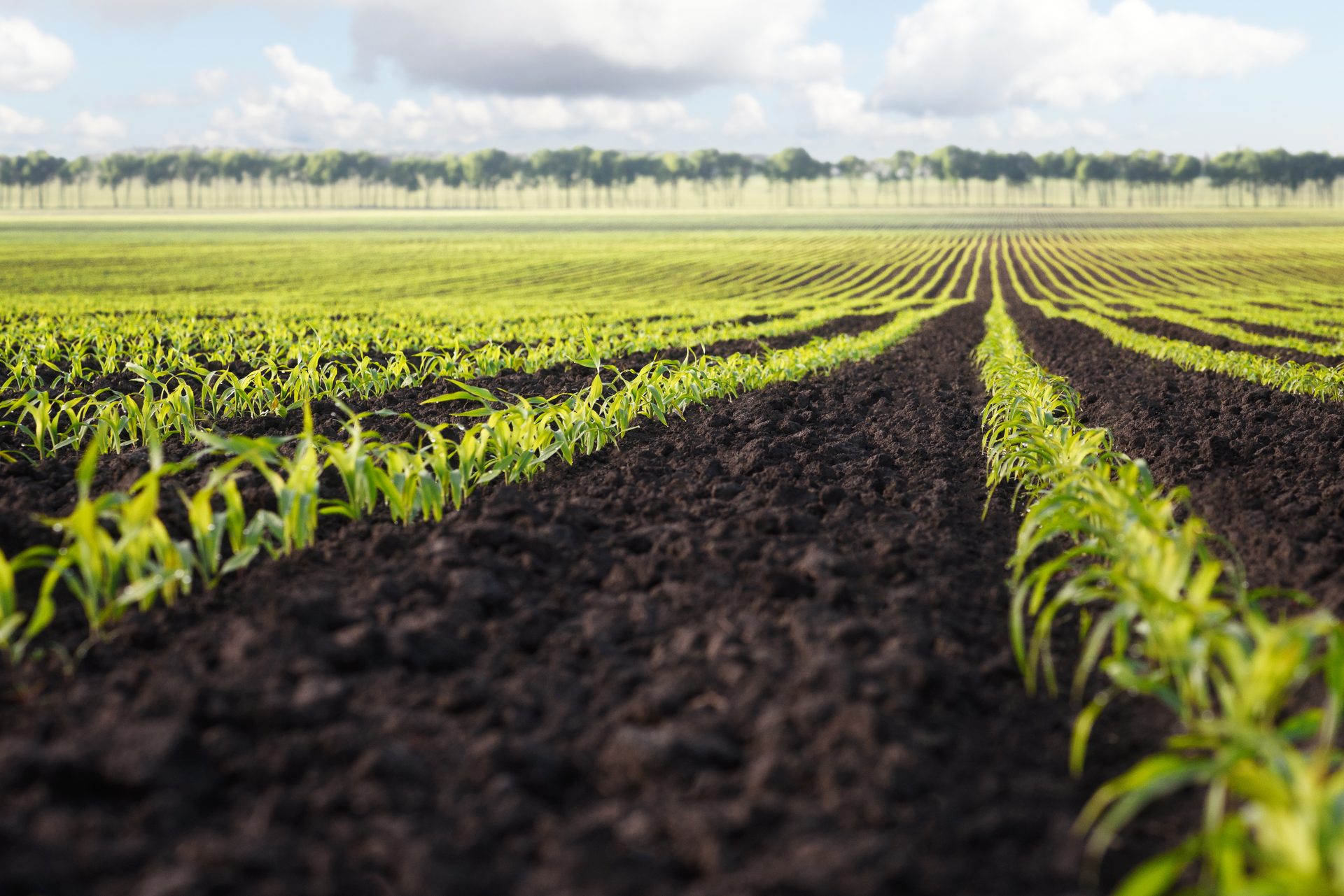 Plant, Cloud, Sky, Agriculture