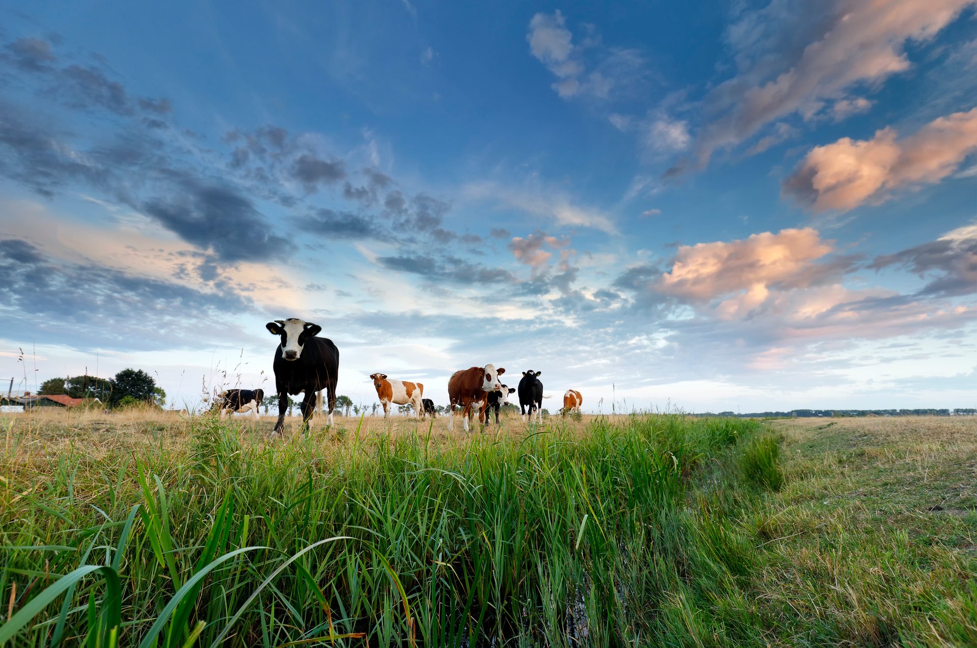 People in nature, Natural landscape, Dairy cow, Working animal, Cloud, Sky, Plant, Grass, Agriculture