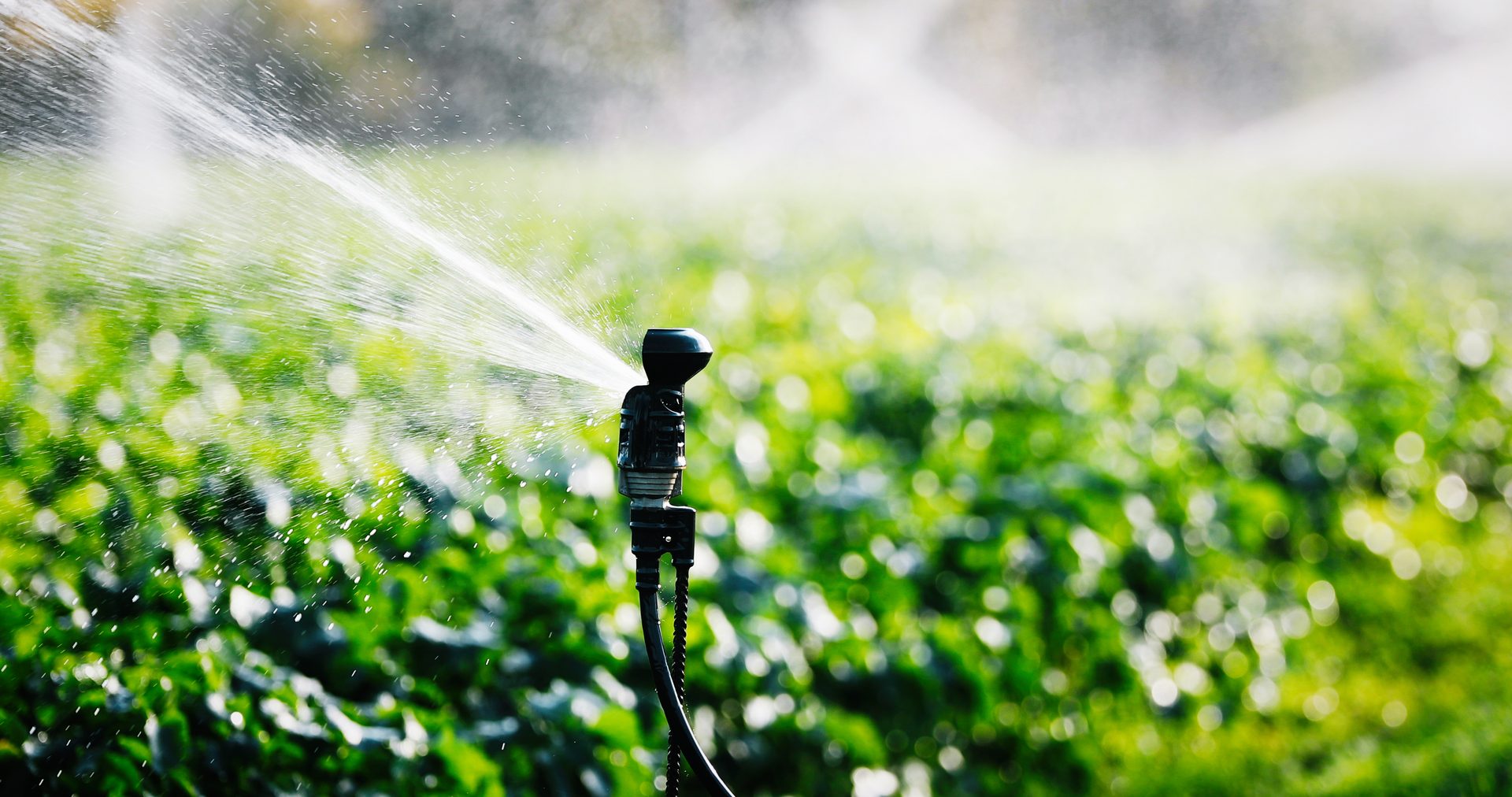 People in nature, Irrigation sprinkler, Terrestrial plant, Natural landscape, Water, Grass