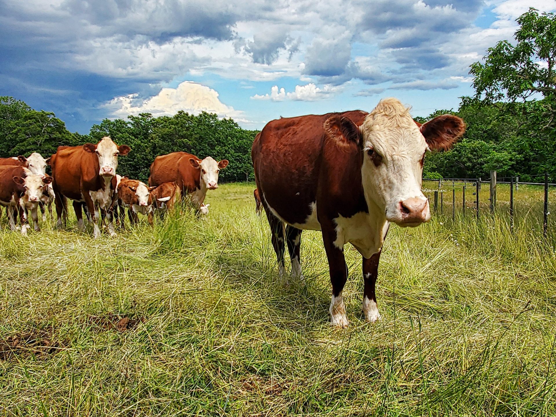 Natural landscape, Working animal, Dairy cow, Sky, Cloud, Plant, Tree, Grass