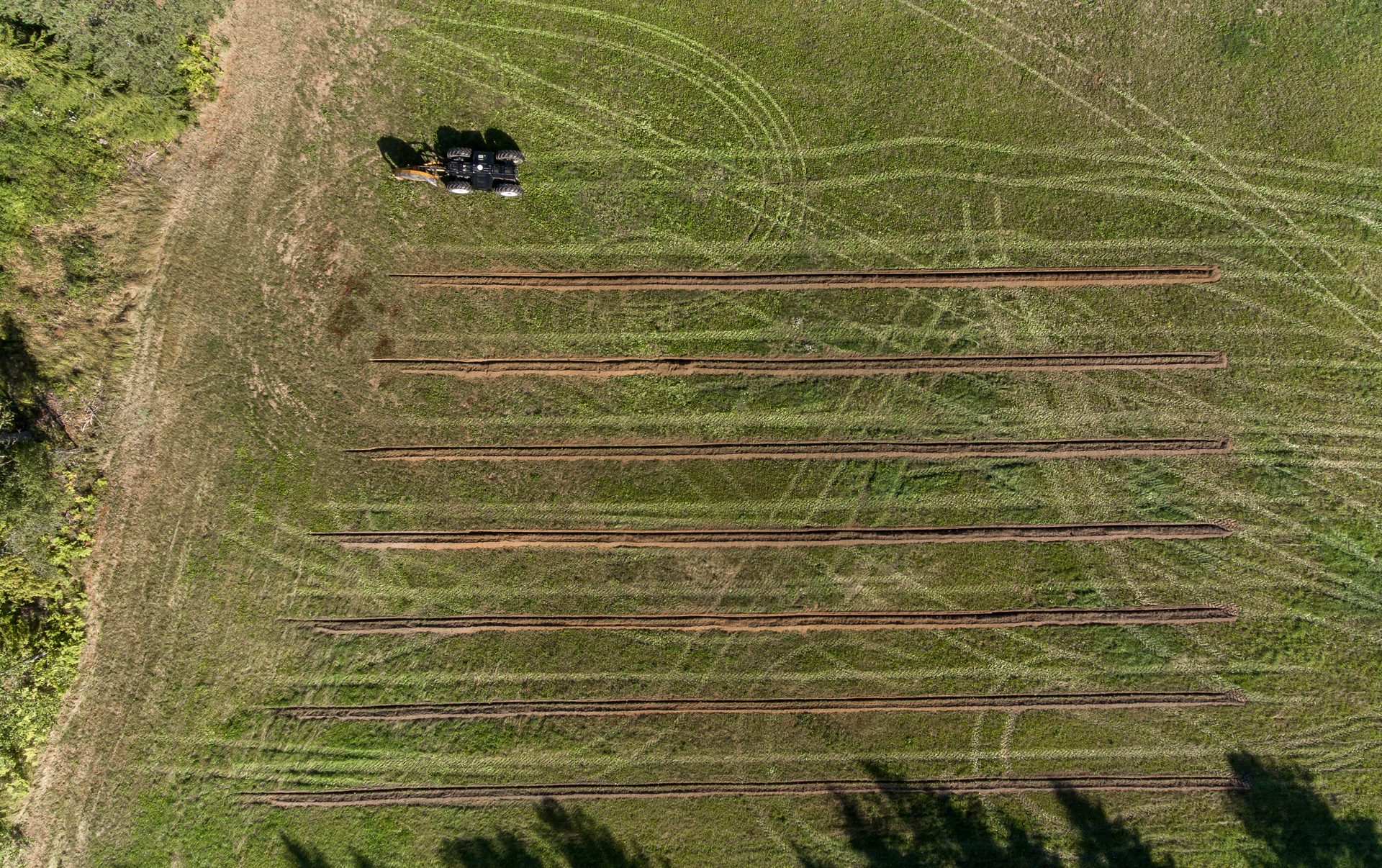 Land lot, Terrestrial plant, Grass, Vegetation, Agriculture