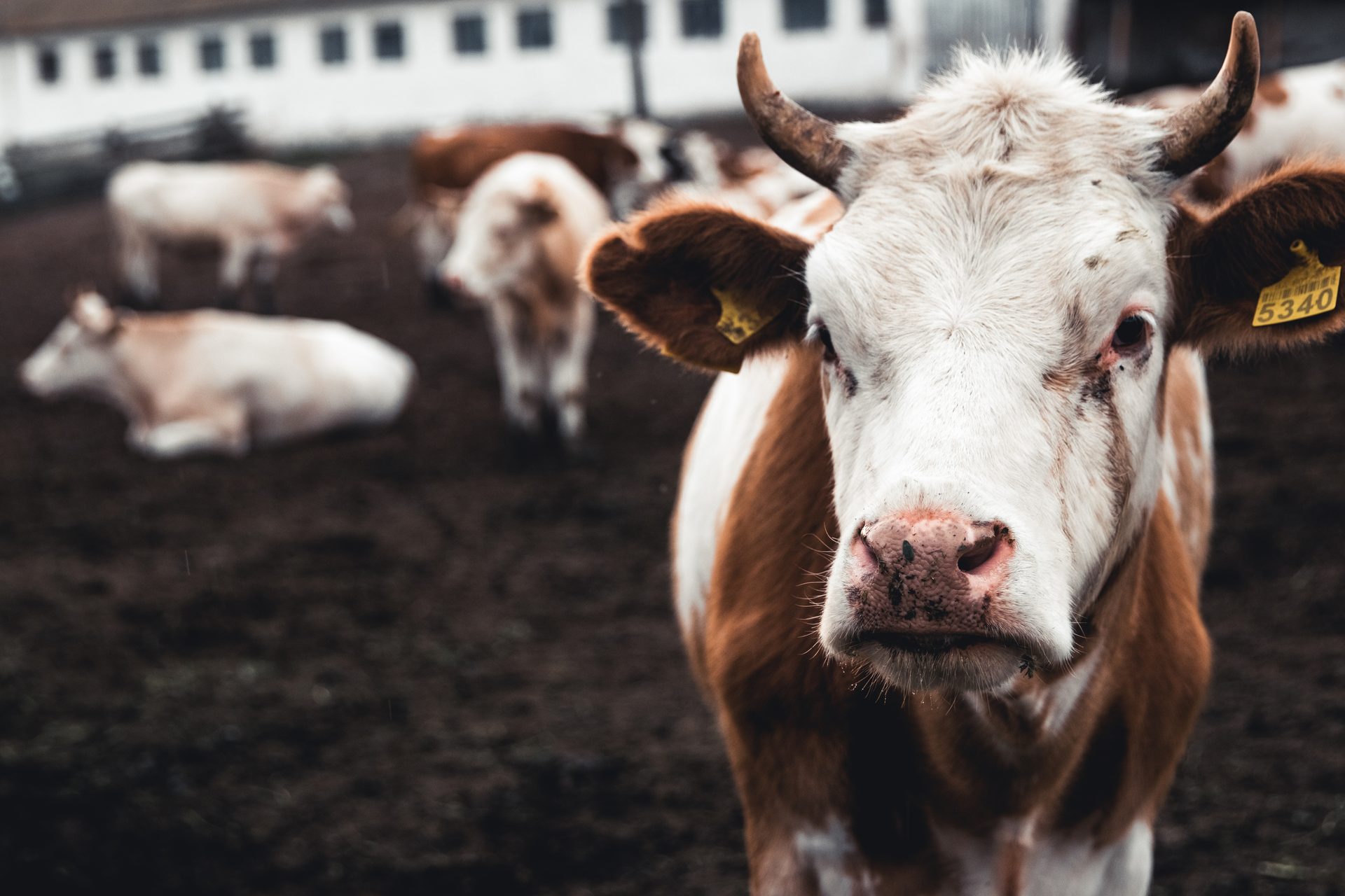 Working animal, Dairy cow, Sky, Fawn