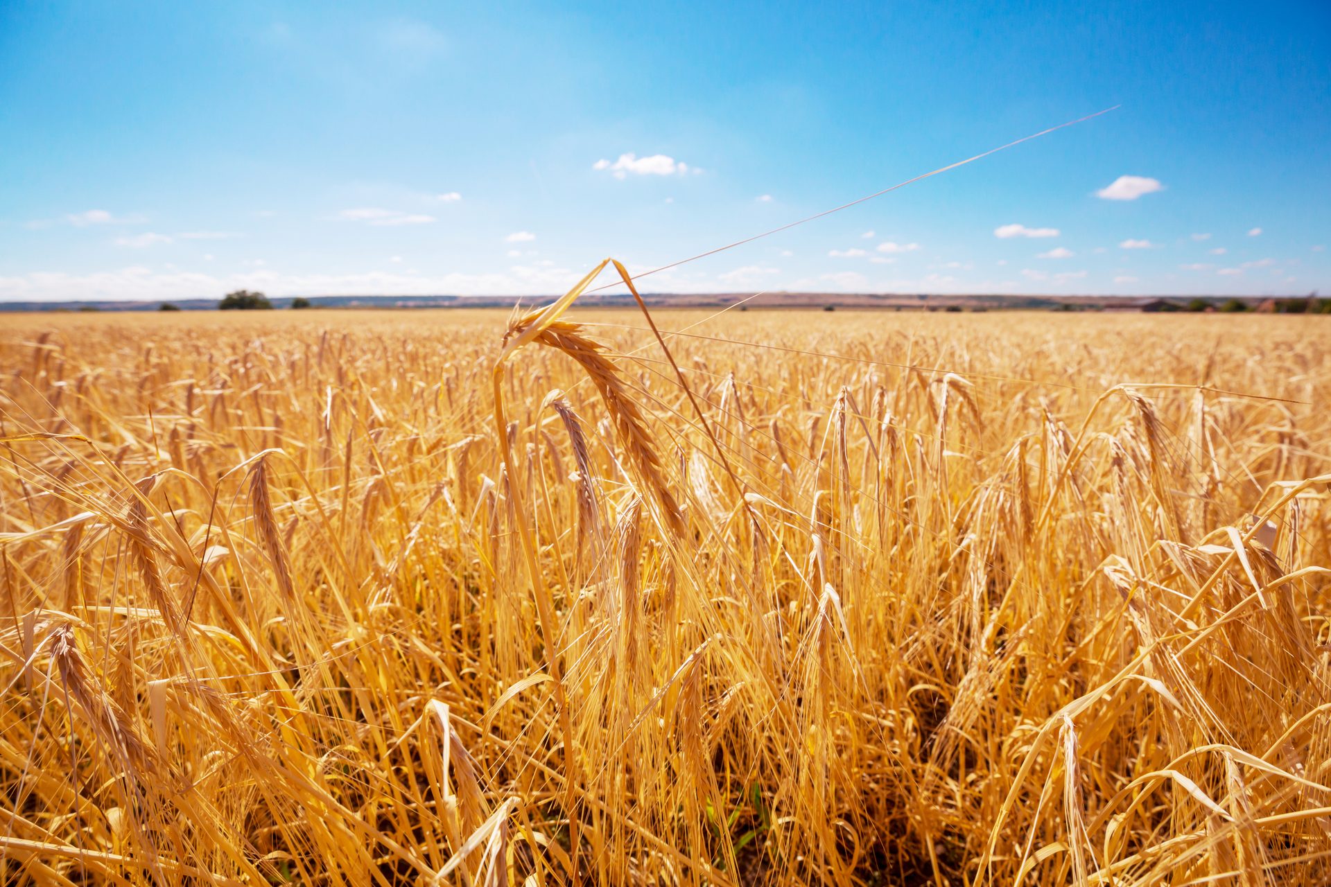 People in nature, Natural landscape, Sky, Plant, Cloud, Agriculture, Grass, Plain