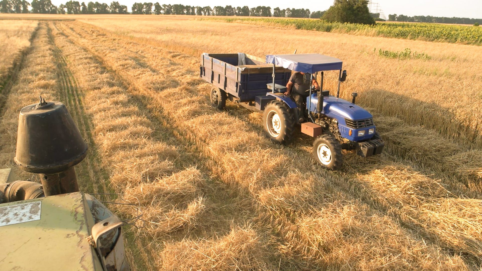 Automotive tire, Agricultural machinery, Motor vehicle, Wheel, Tractor, Plant, Tread, Grass