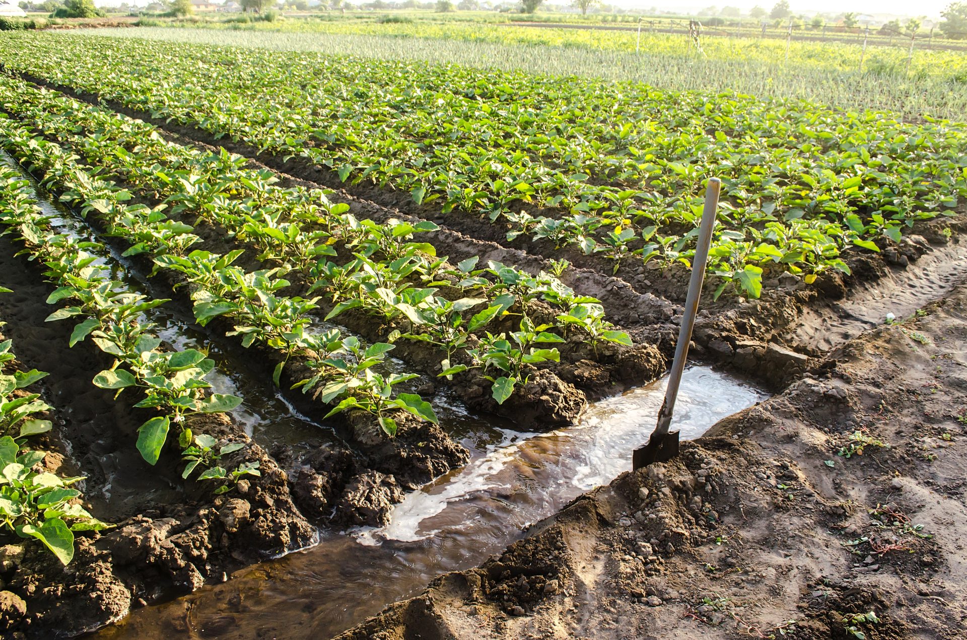 Plant, Tree, Agriculture