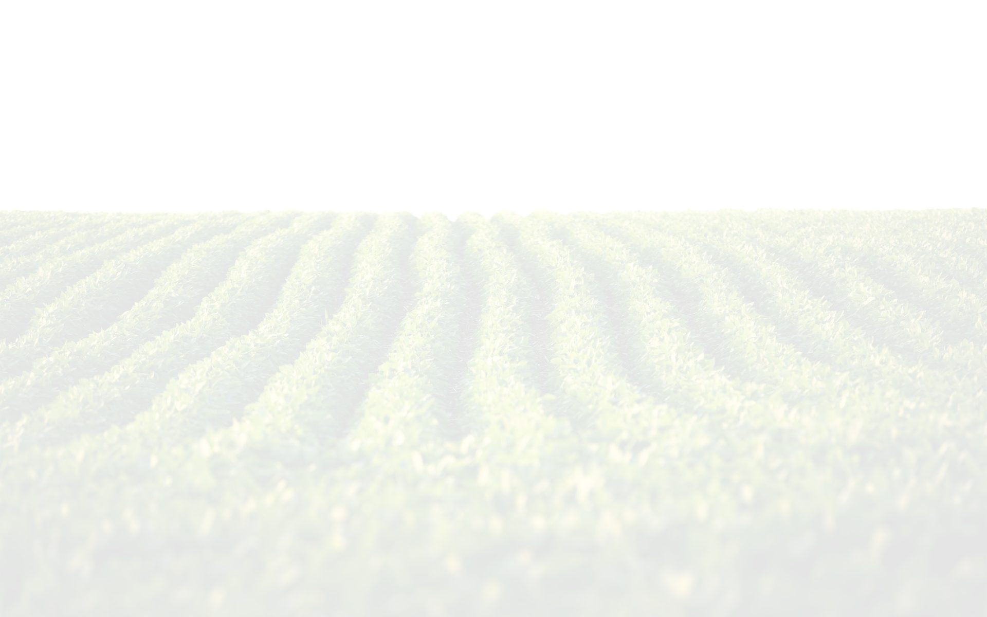 Wide shot of a soybean field 