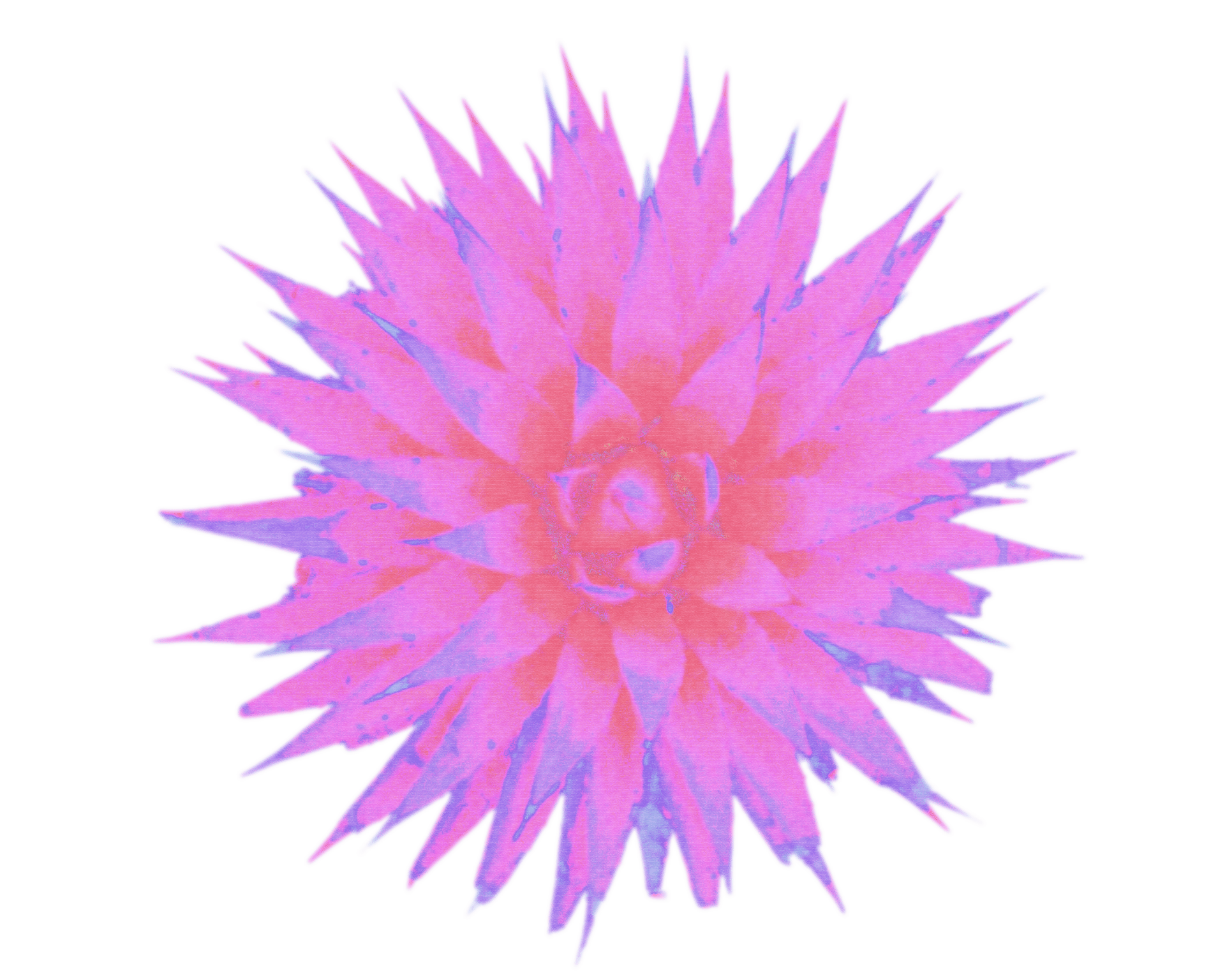 A vibrant pink and purple spiky succulent-like plant, resembling an agave or a unique flower, centered against a dark green background.