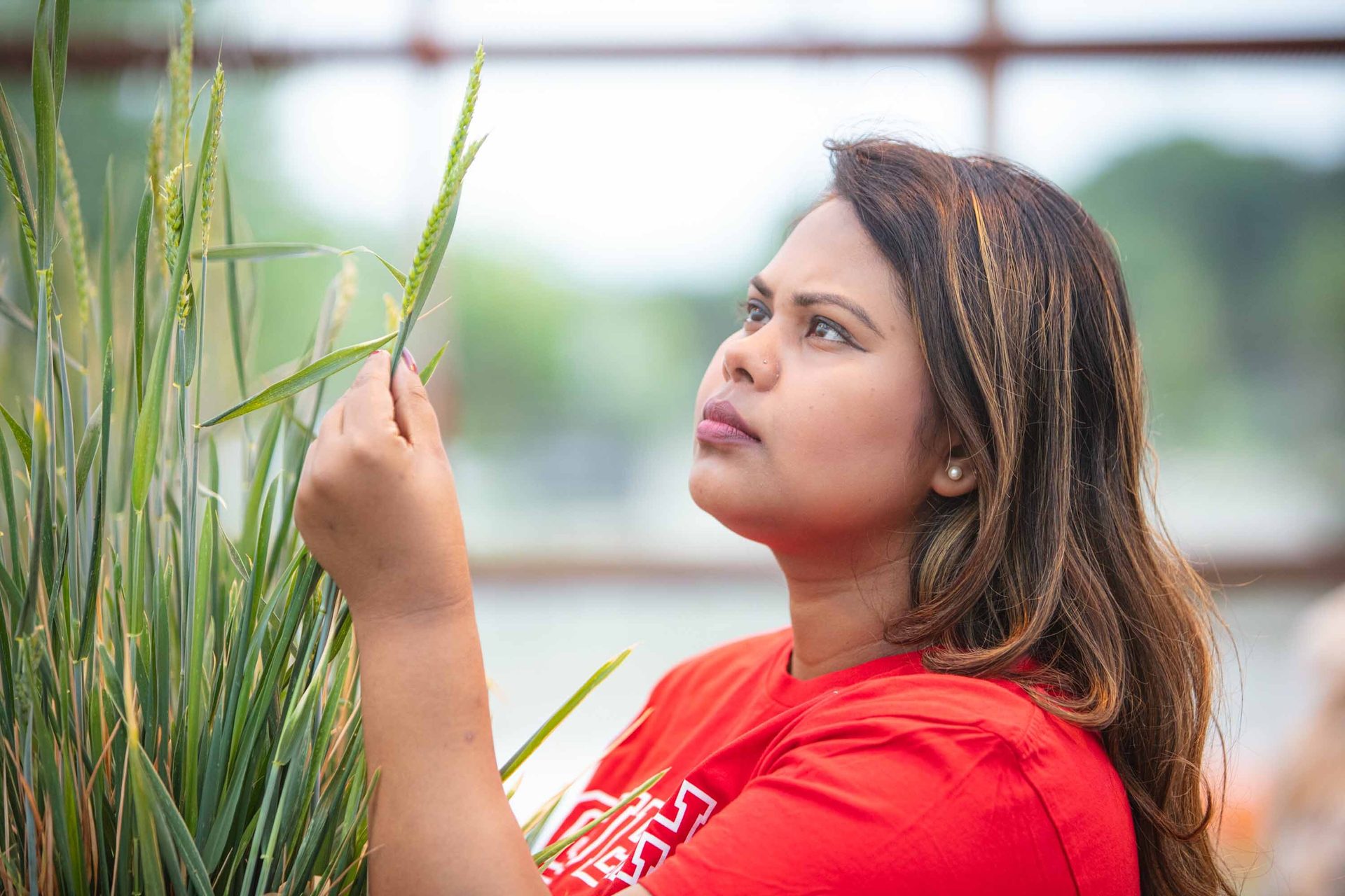 Woman in a red shirt intently examining a stalk of grain.