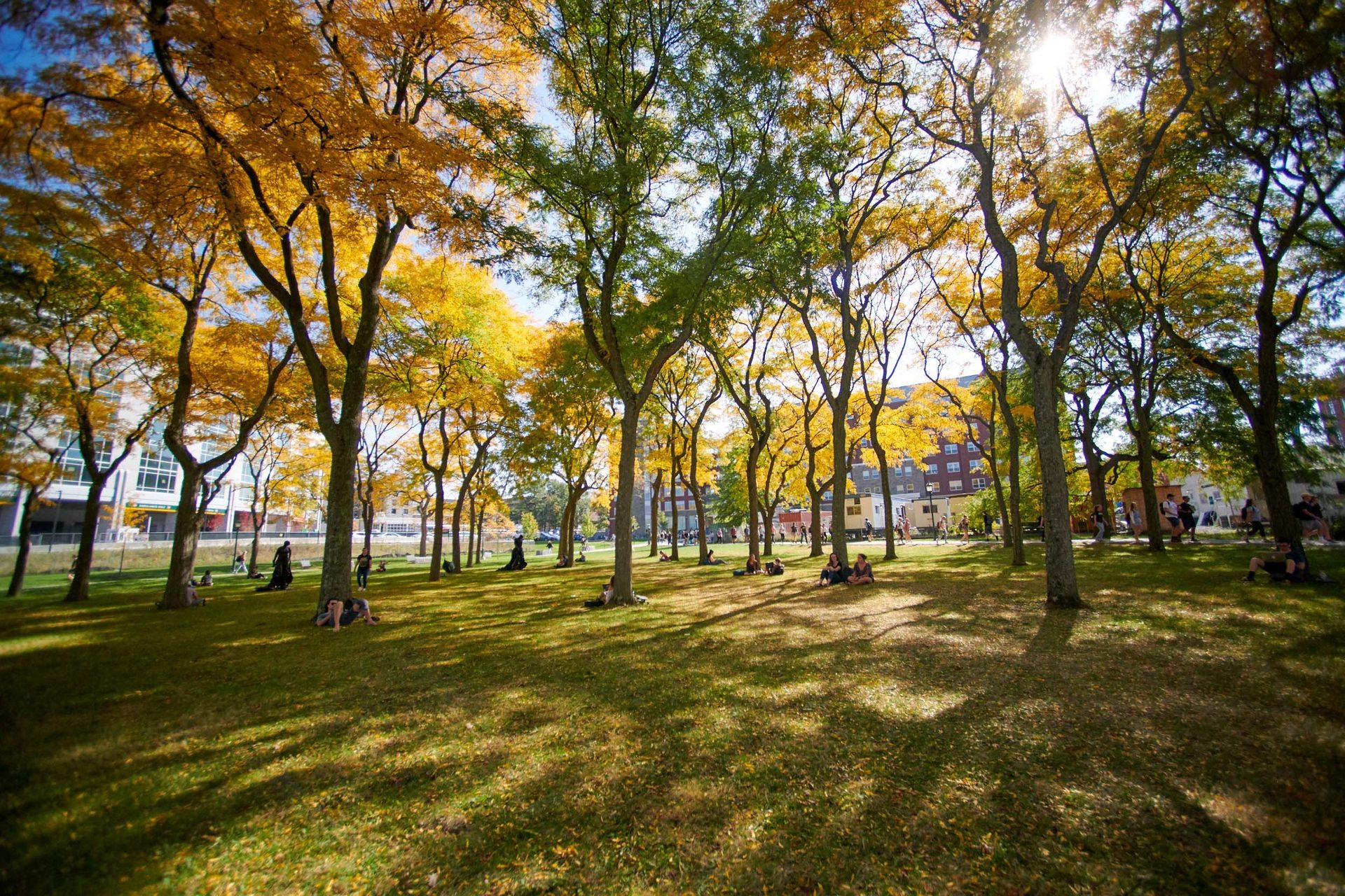 People in nature, Natural landscape, Plant, Sky, Tree, Branch, Yellow, Trunk, Shade, Grass
