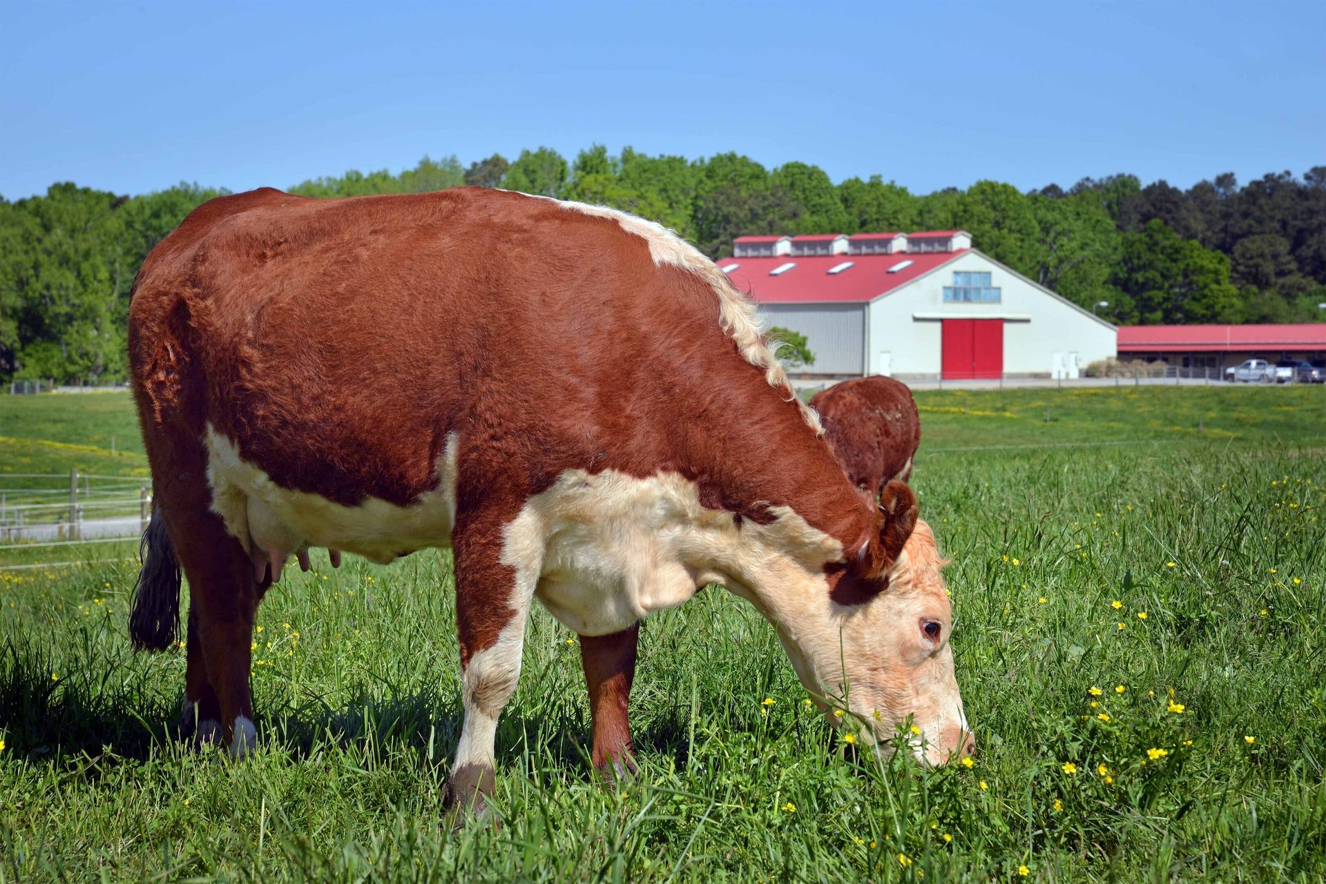 A brown and white cow grazes in a green field, with a red-roofed barn in the background.