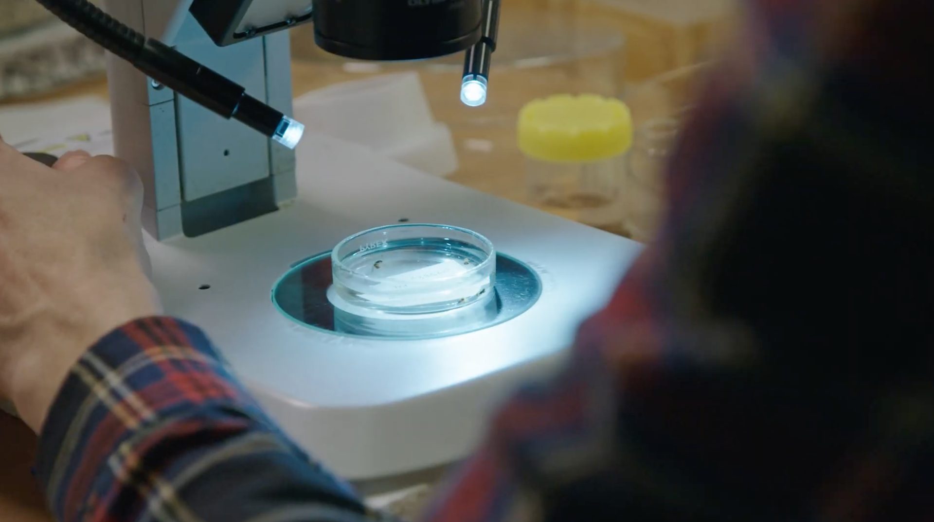 Person examining specimens in a petri dish under a microscope with bright lights.