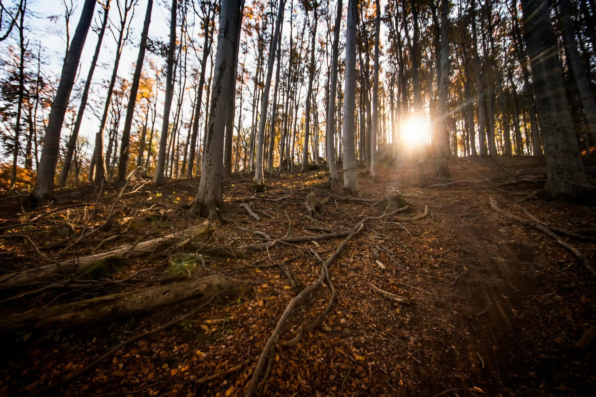 Autumn forest with sunbeams through trees, fallen leaves on a winding path.