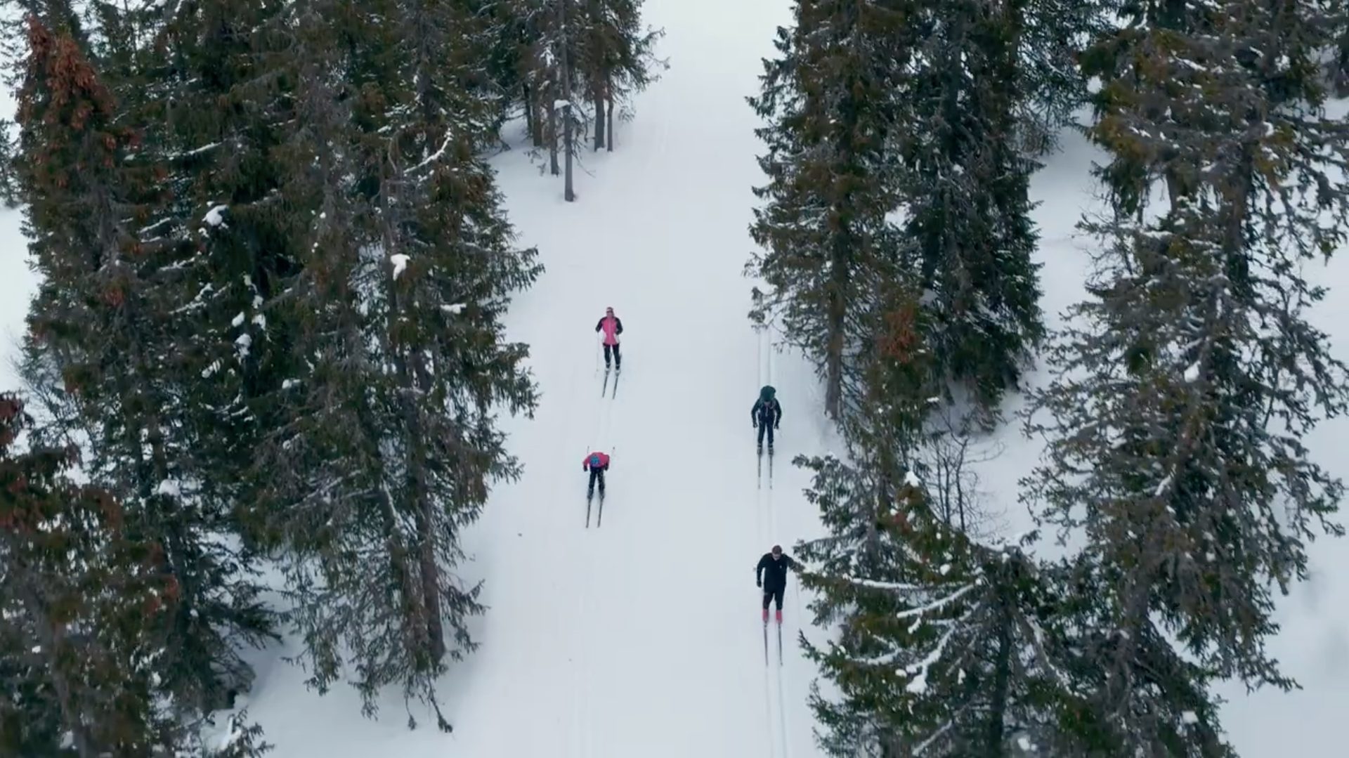 Four skiers glide down a snowy path lined with pine trees, viewed from above.