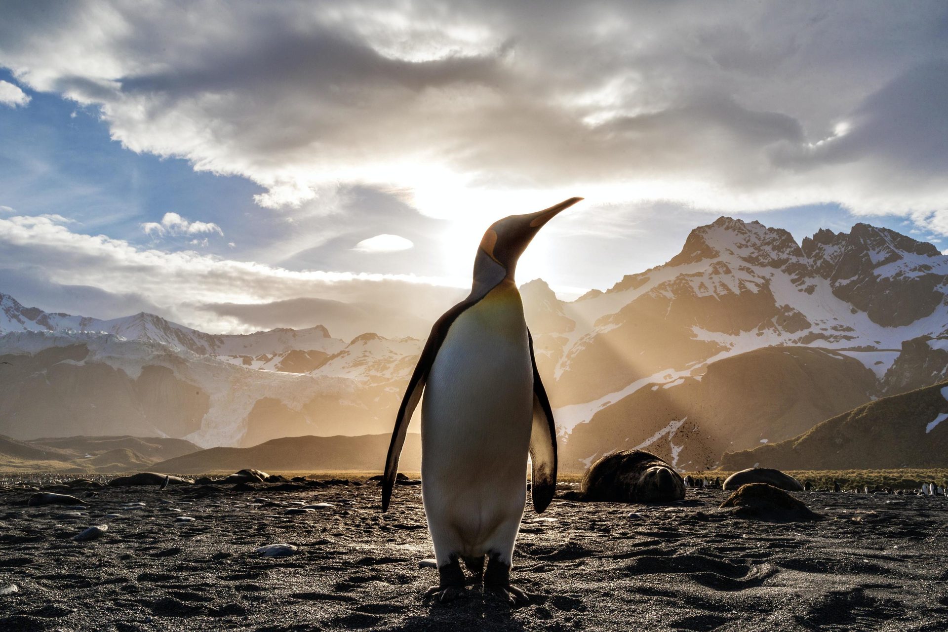 Emperor penguin, Natural landscape, Cloud, Sky, Water, Nature, Fin, Mammal, Mountain