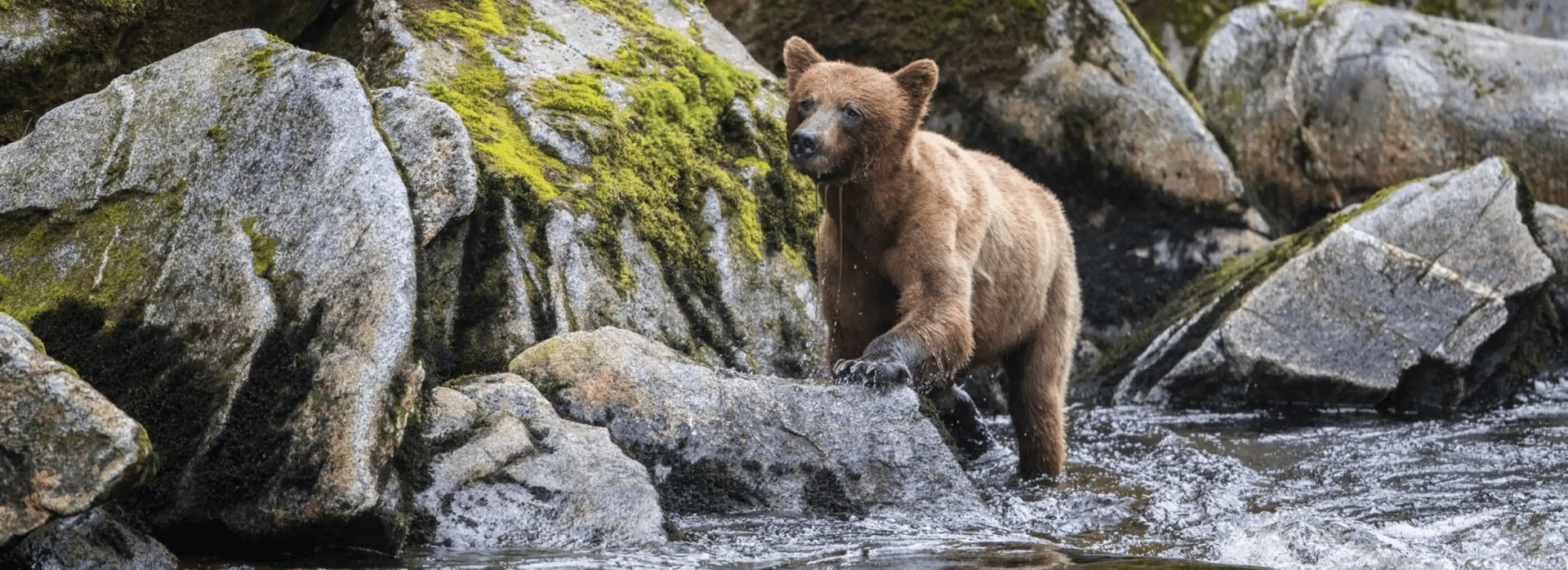 Brown bear, Nature, Water, Carnivore, Fawn, Bedrock