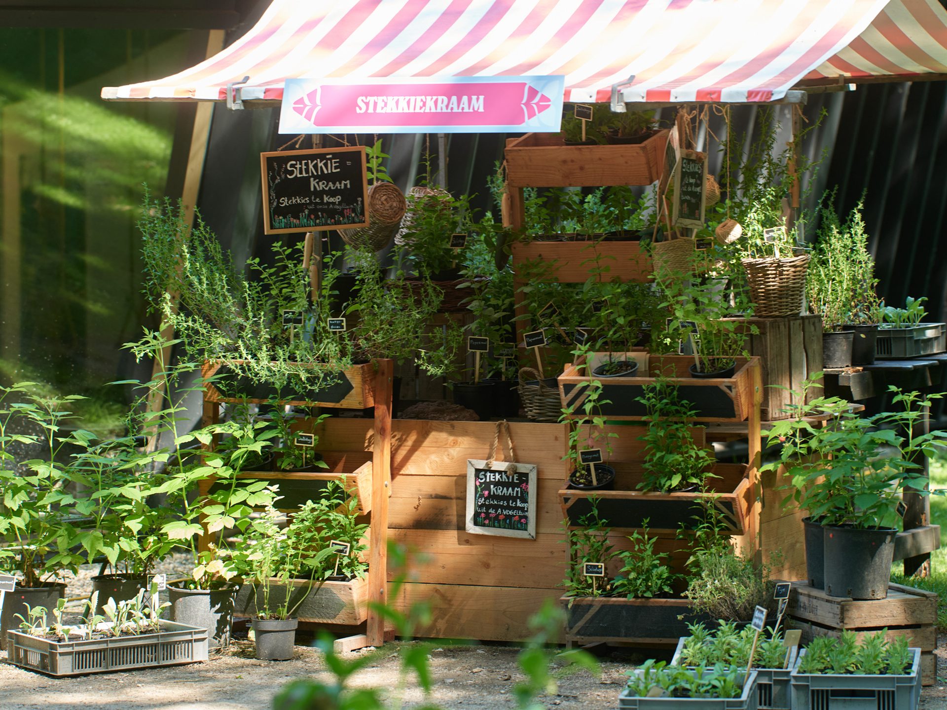 A vibrant market stall under a striped awning, filled with various potted green plants and herbs for sale.