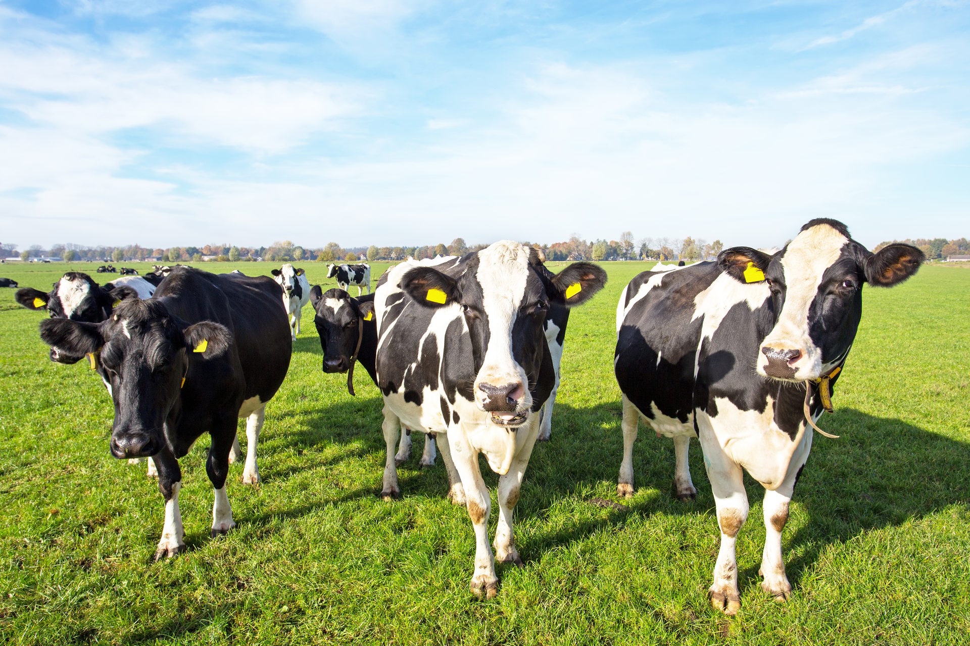 Holstein cows with ear tags in a sunny green field, some looking at camera.