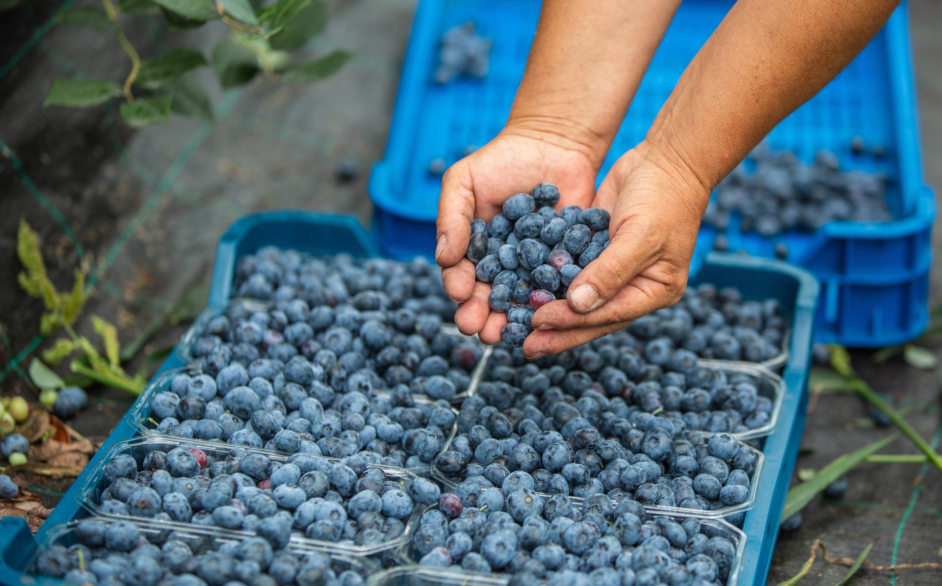 Hands holding blueberries above crates filled with harvested berries.