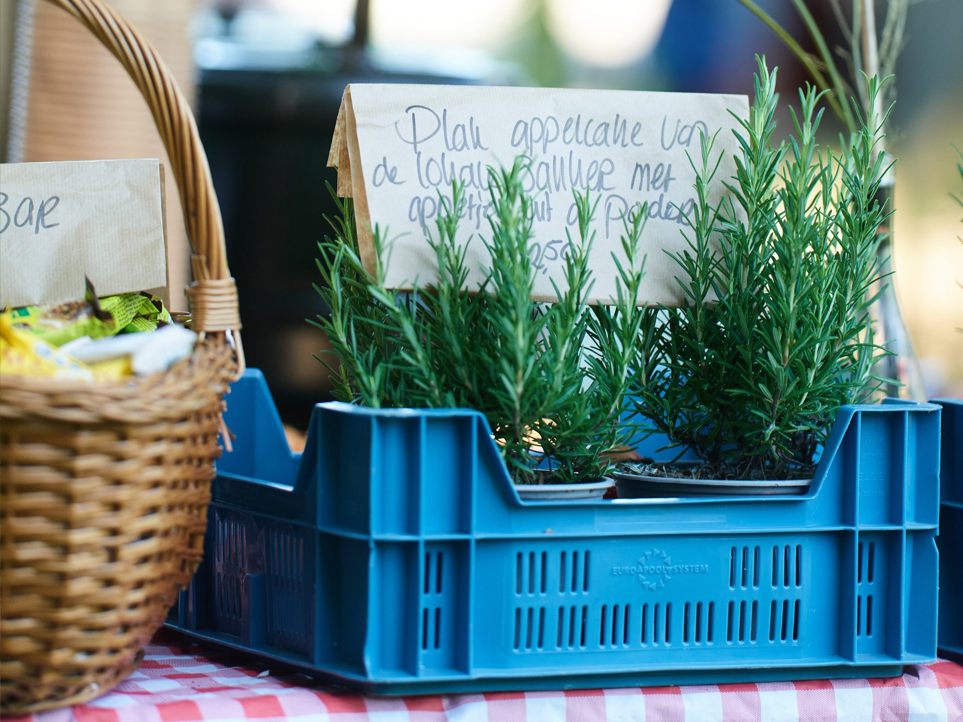 Rosemary plants in a blue crate with a sign, next to a wicker basket on a red and white checkered tablecloth.