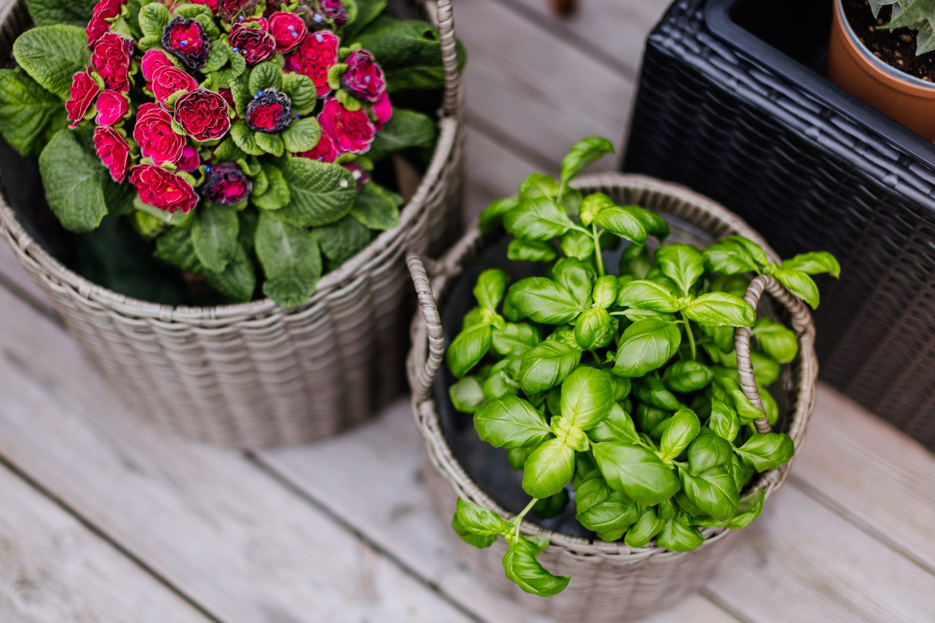 Two potted plants in wicker baskets on a wooden deck, one with red flowers and the other basil.