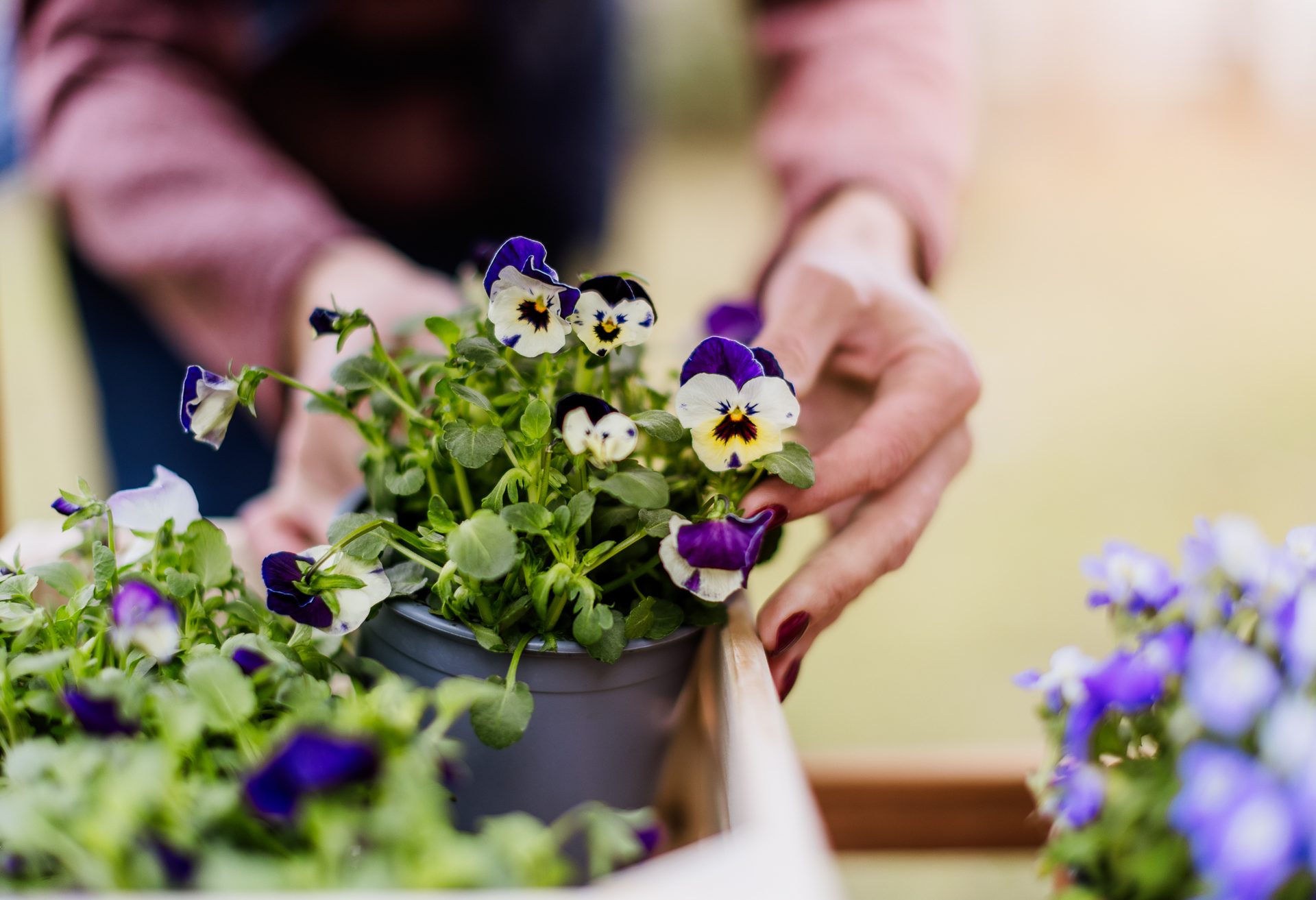 A person's hands tending to purple and white pansies in a gray pot, set in a bright garden.