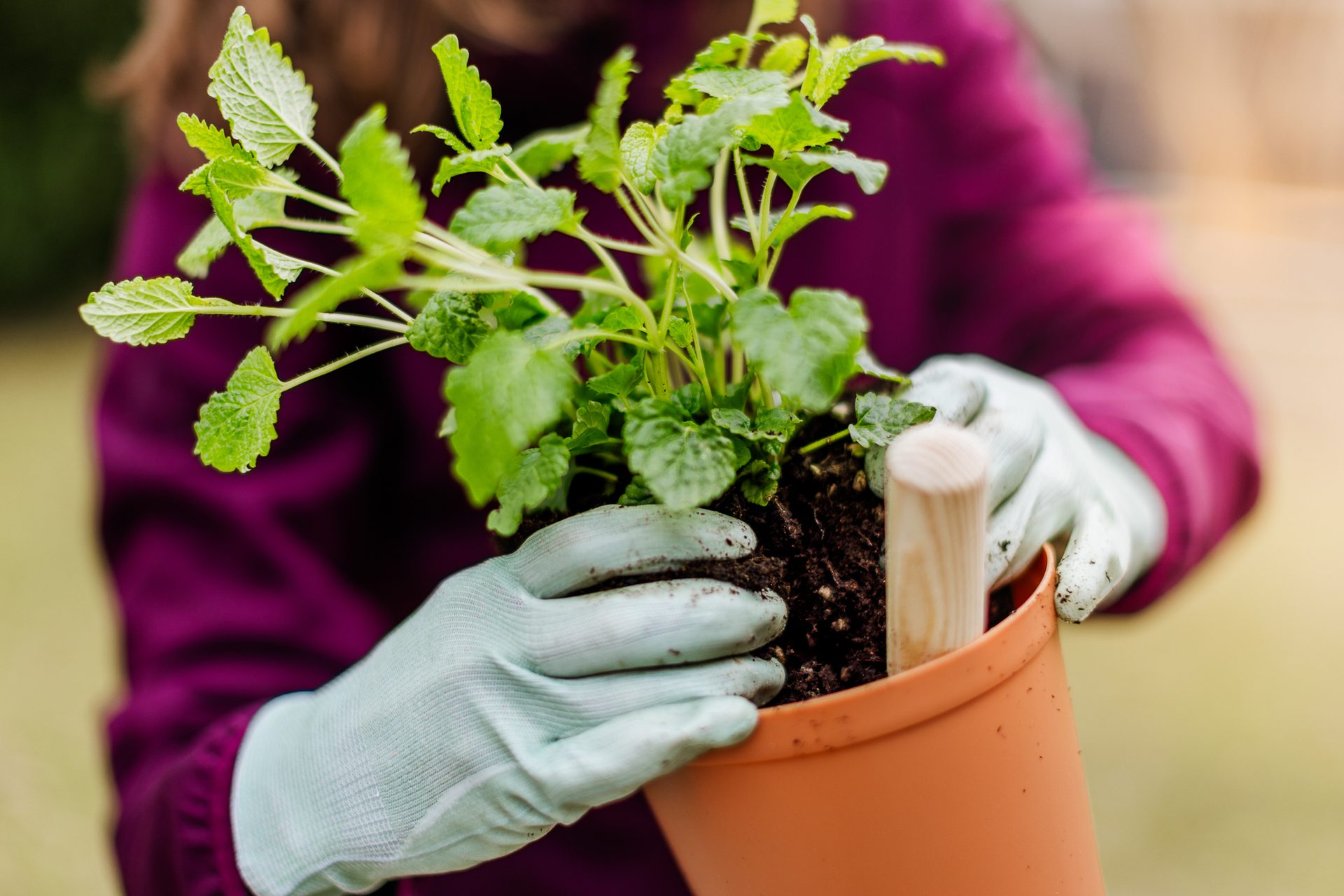 Gloved hands planting a green herb with exposed roots into an orange pot.