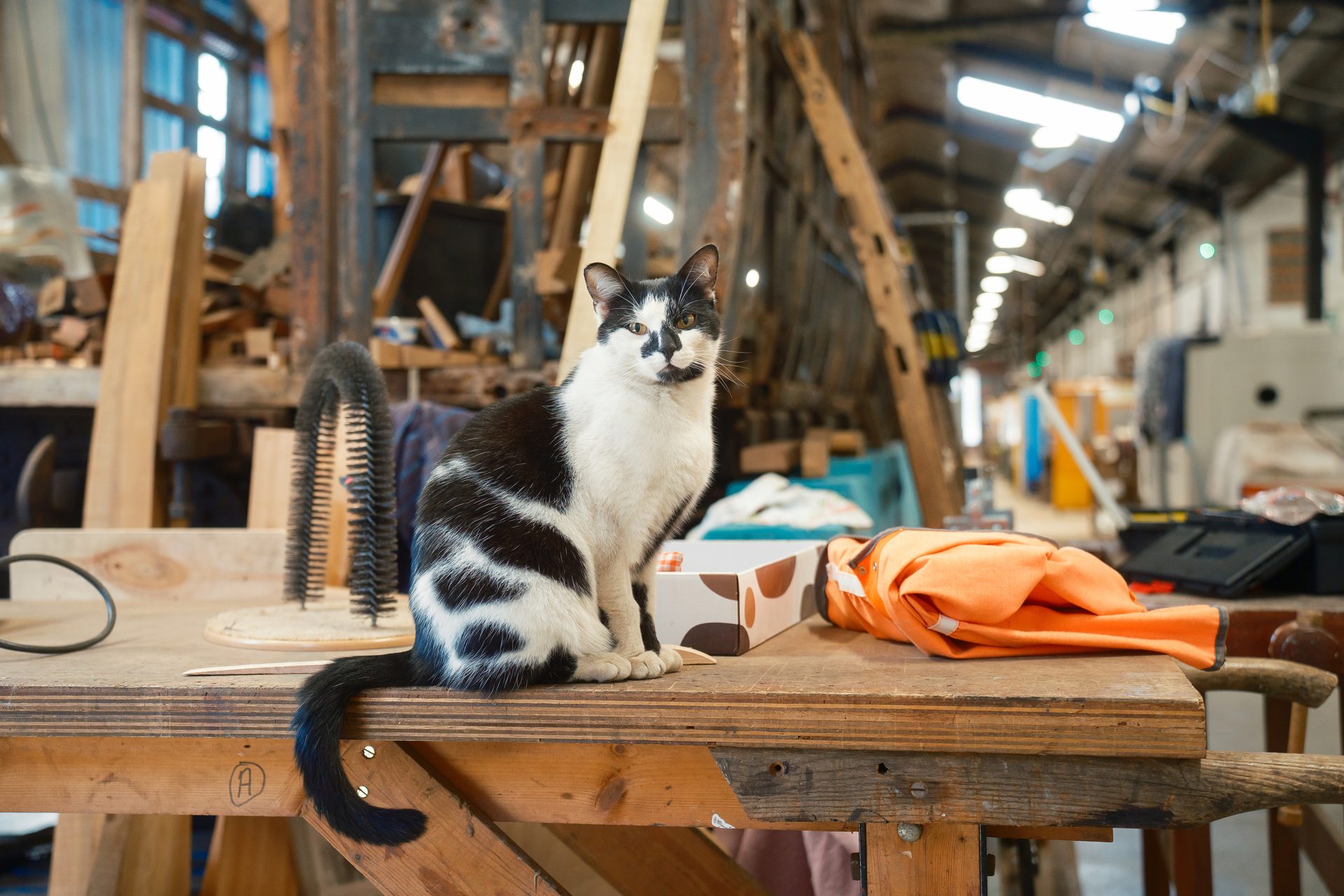 A black and white cat sits on a wooden workbench in a workshop, looking at the viewer.