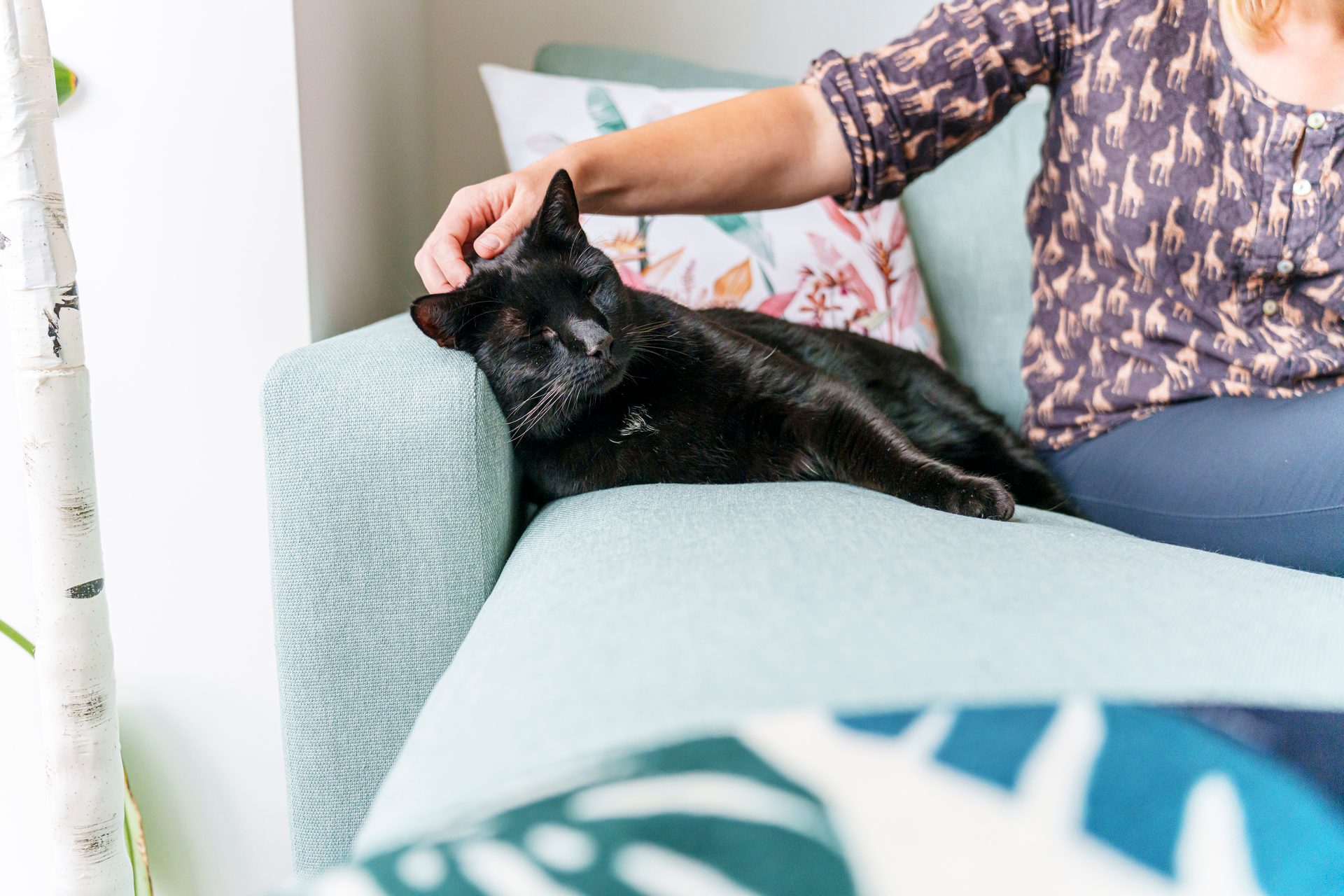 A person gently pets a relaxed black cat sleeping on a light blue couch.