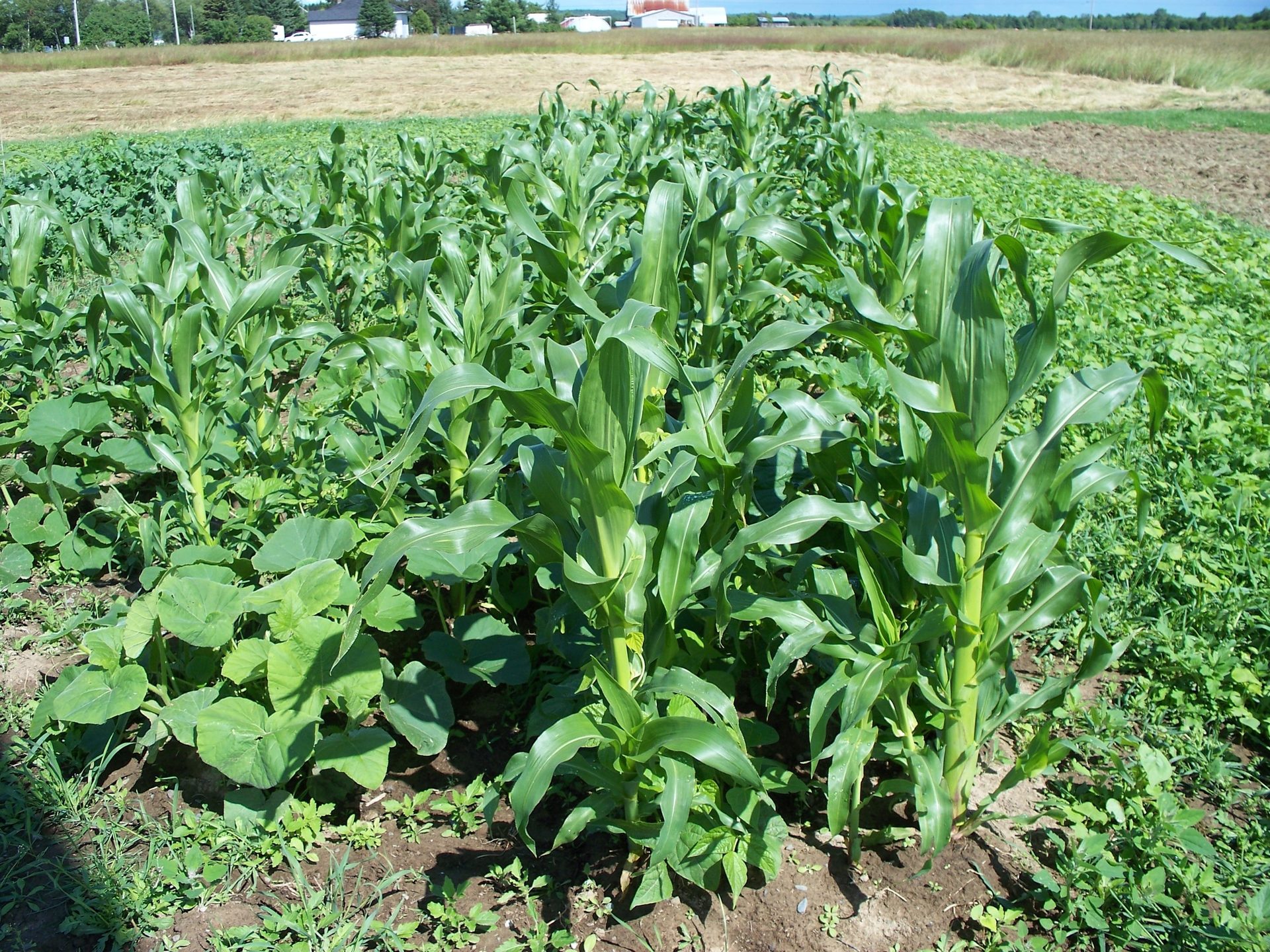 Rows of tall green corn plants and broad-leafed companion plants in a field under a sunny sky.
