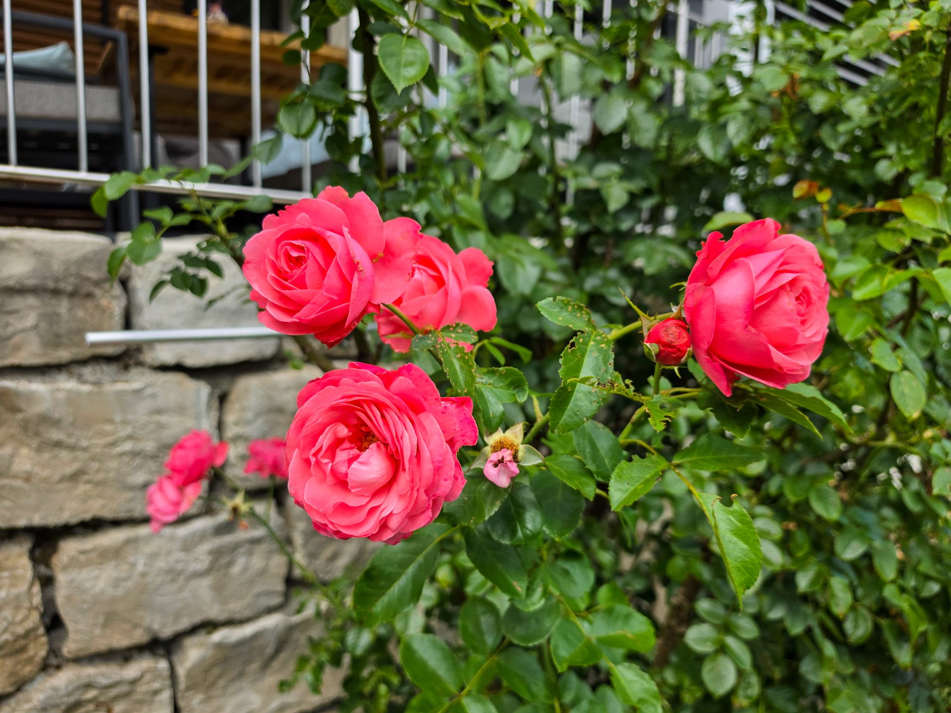 Close-up of a bush with several vibrant pink roses and green leaves, against a stone wall.