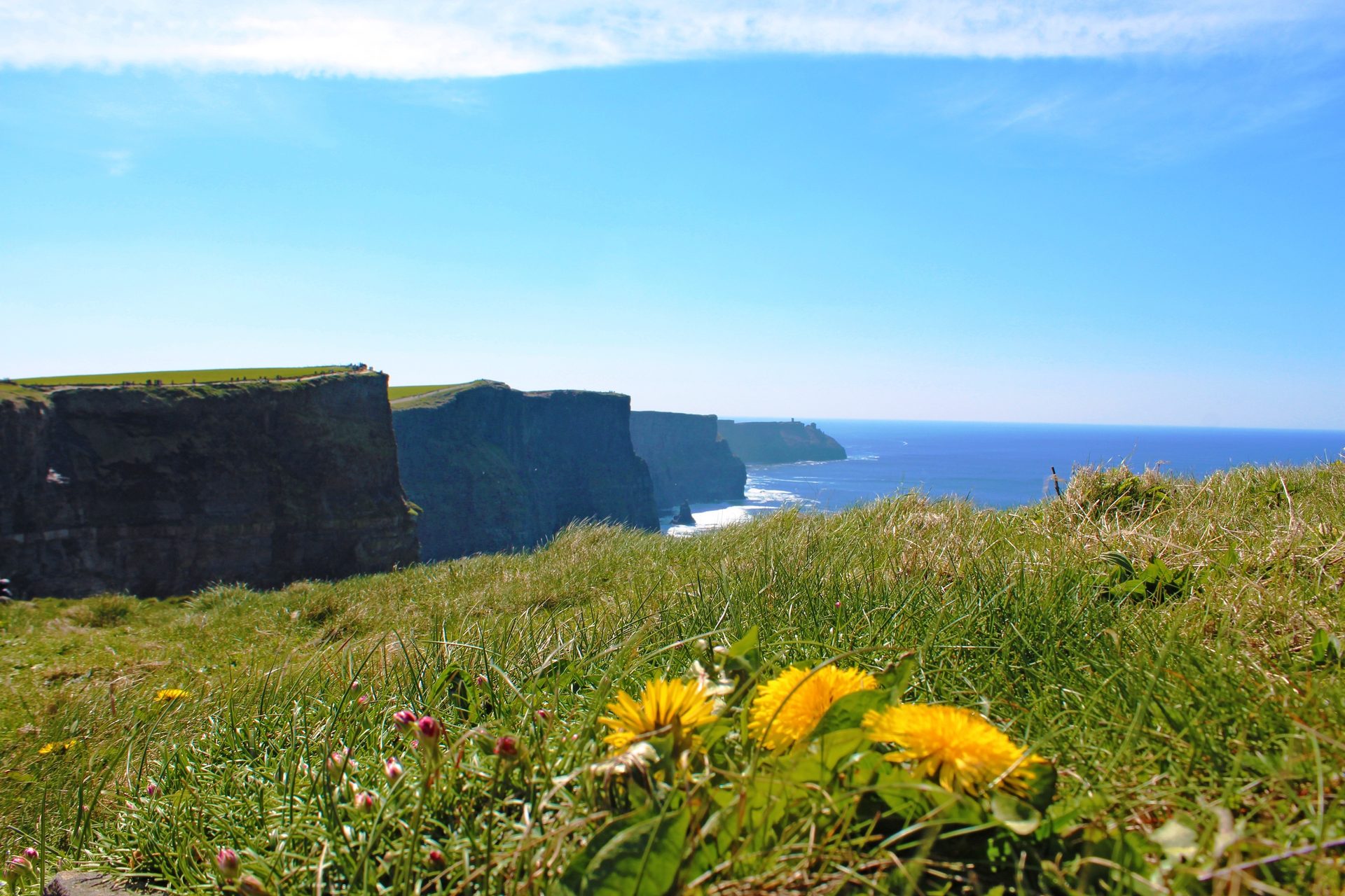 Panoramic view of the Cliffs of Moher and the Atlantic Ocean with dandelions in the grassy foreground.