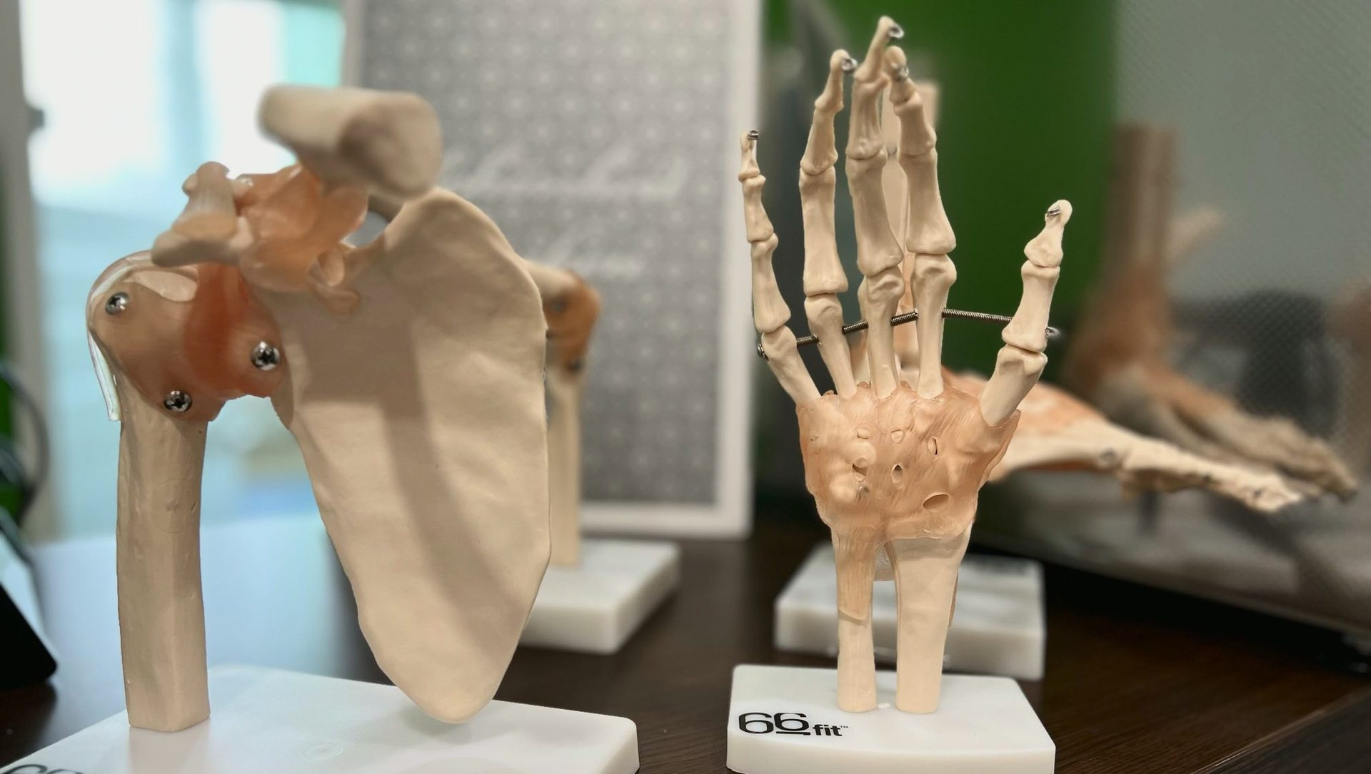 Close-up of anatomical models: a shoulder joint on the left and a hand and wrist on the right.