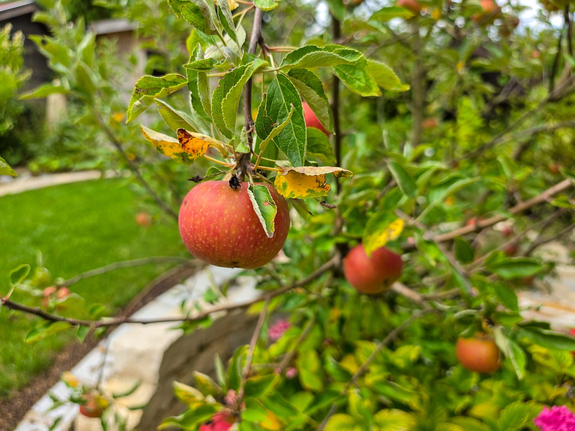 A ripe red apple hangs from a branch, surrounded by green and slightly yellowing leaves, with a blurred garden in the background.