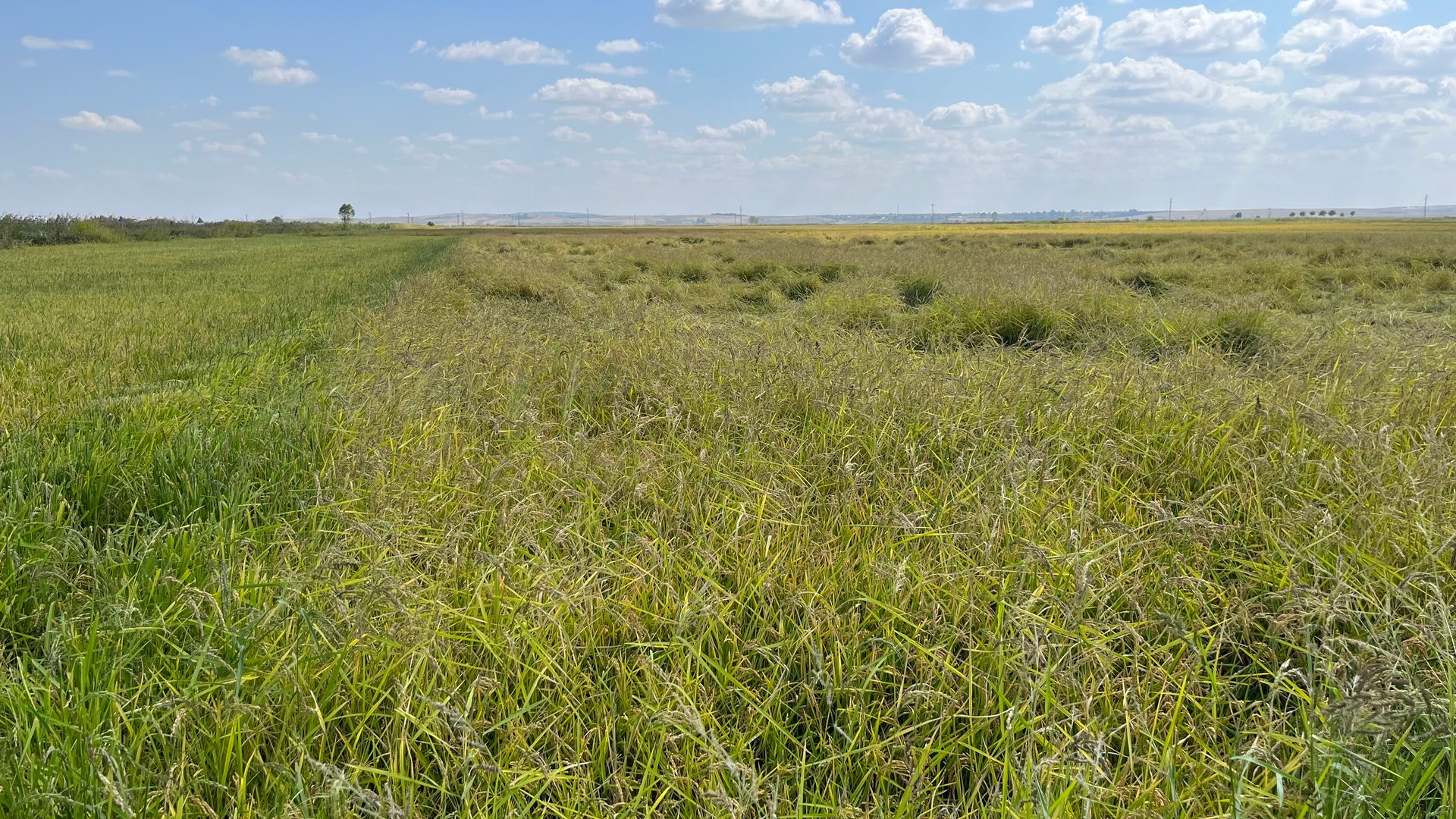 Plant community, Natural landscape, Land lot, Sky, Cloud, Vegetation, Grass, Grassland