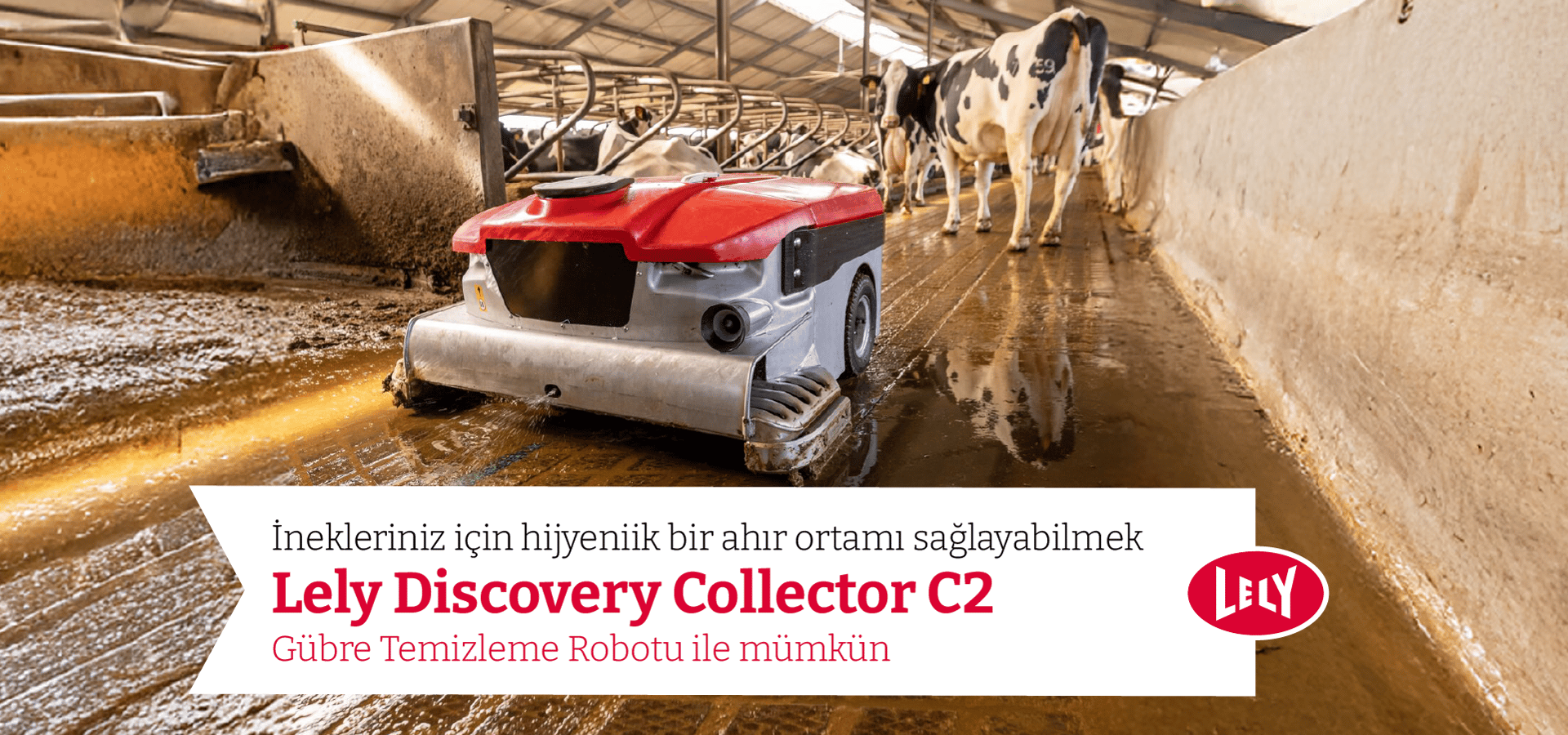 Lely Discovery Collector C2 manure cleaning robot in a cow barn.