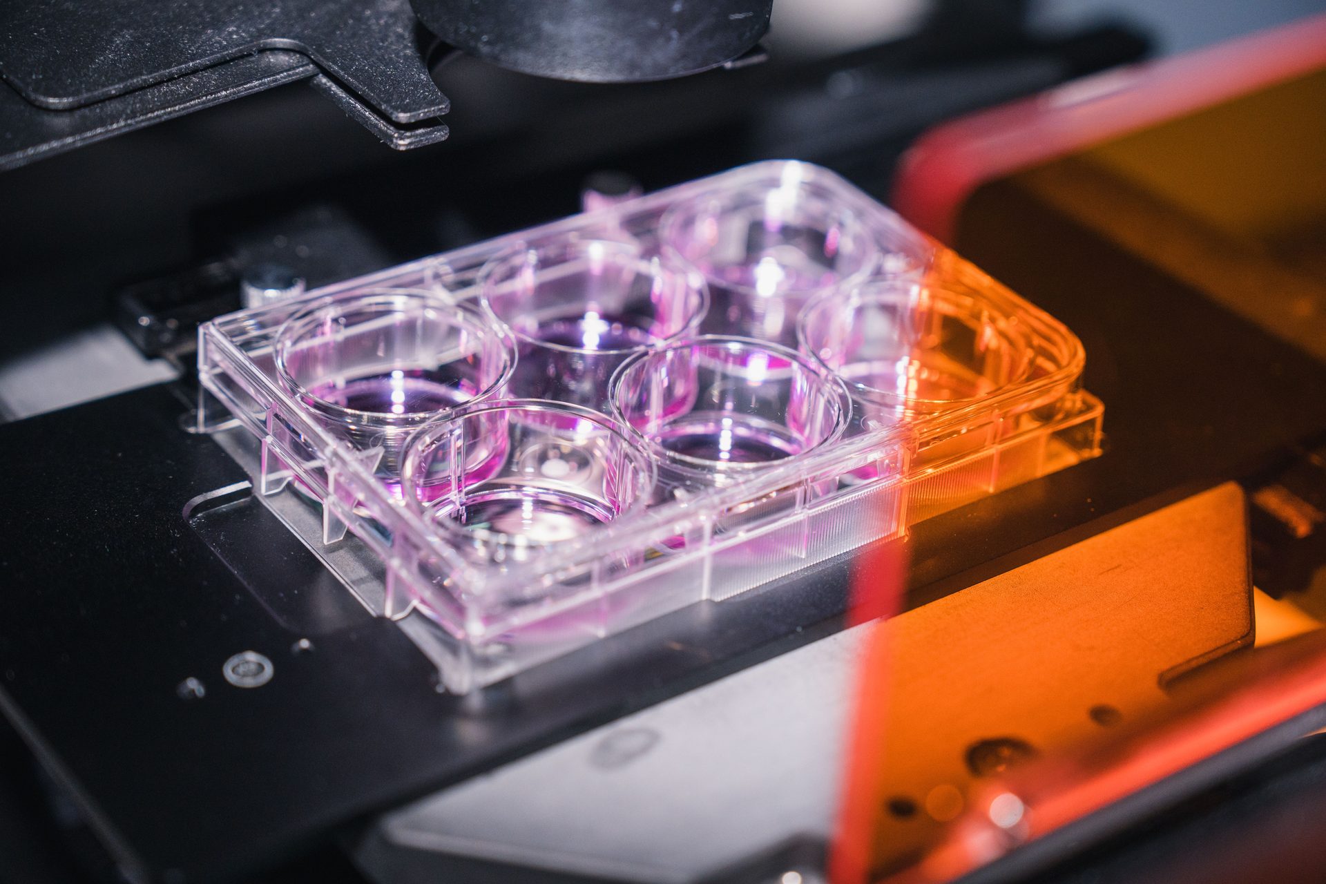 Multi-well plate with purple cell culture media in a lab setting, likely under a microscope.