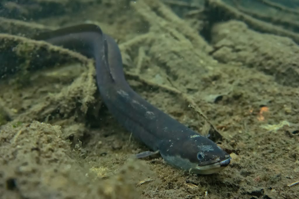 An adult eel on the seabed