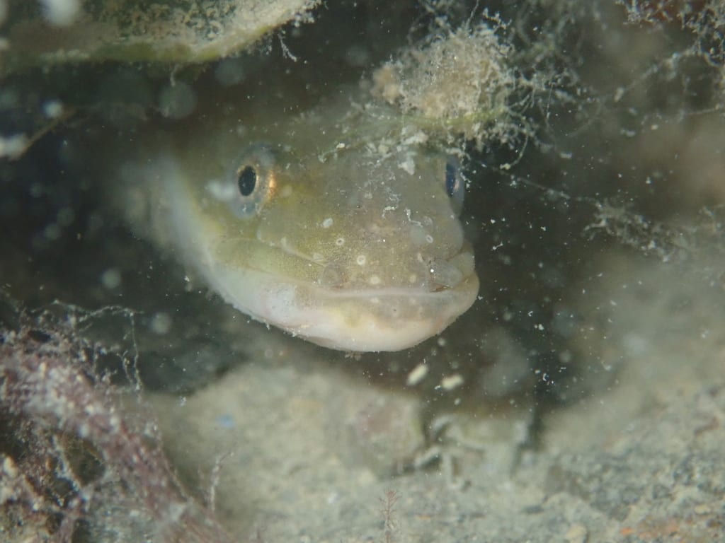 An eel looking out from under a stone