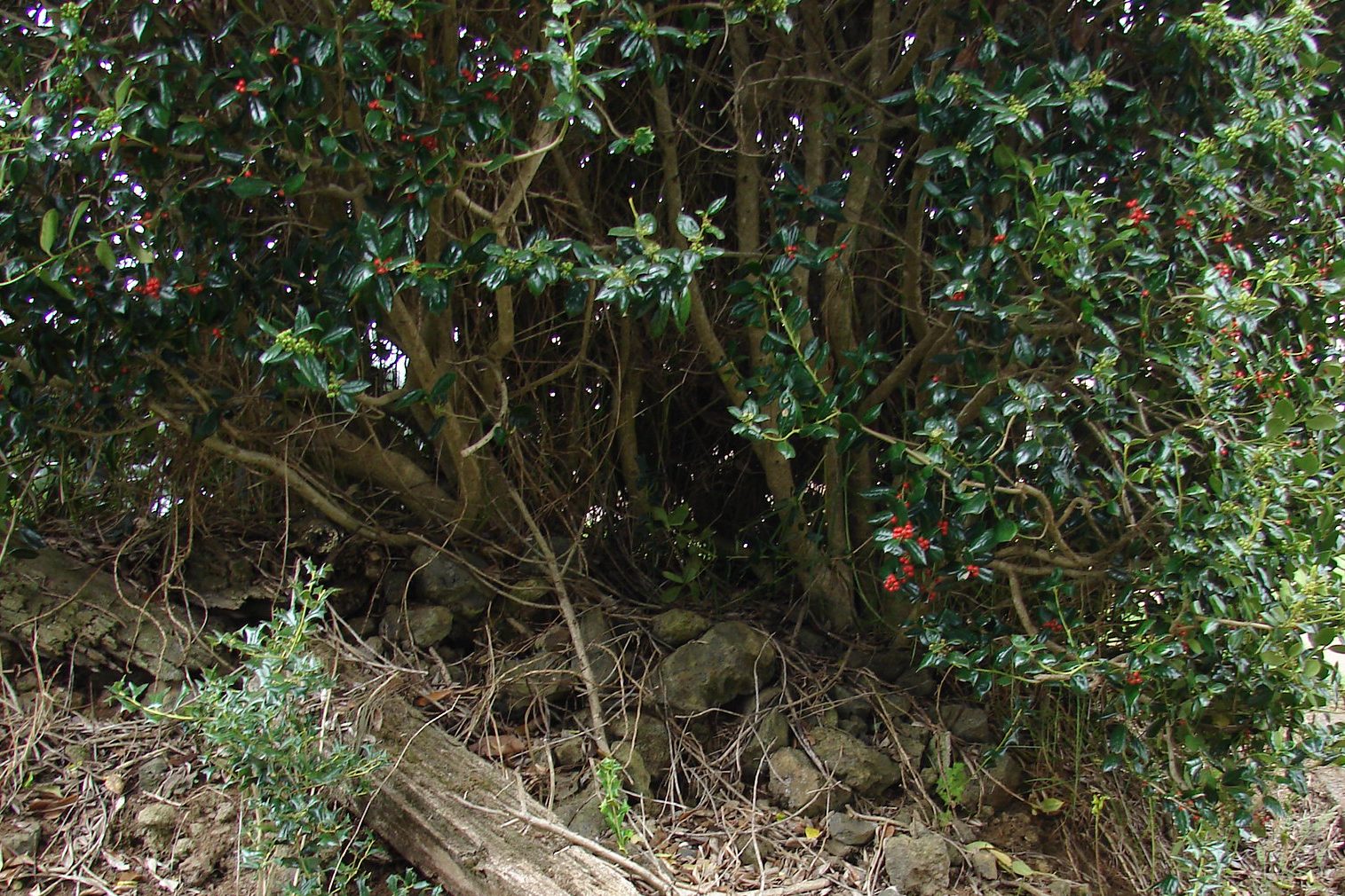 A tangle of Holly trunks and branches