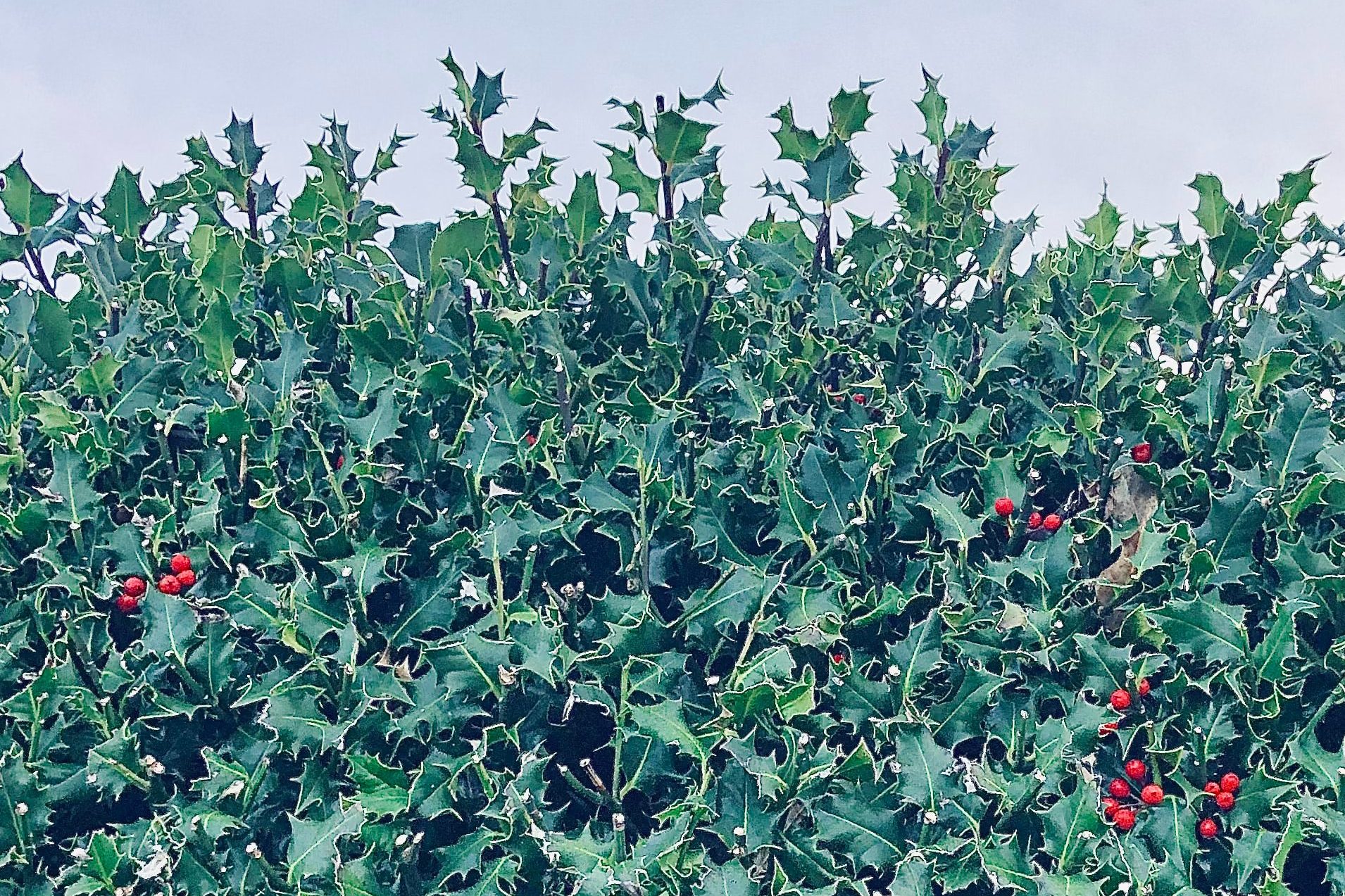 A dense Holly hedge, some plants have berries on
