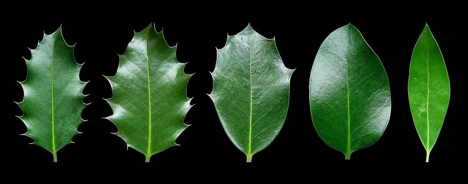 Five holly leaves from the same plant showing a range of leaf shapes from spiky to smooth