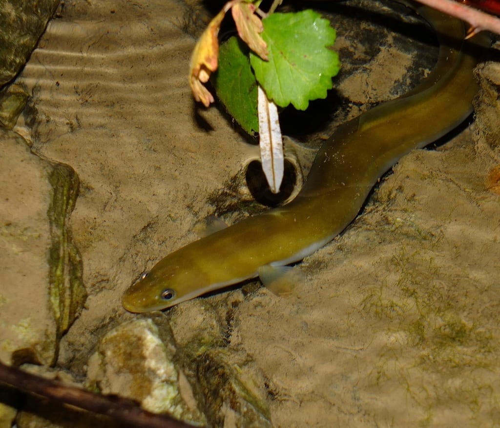 eel in freshwater