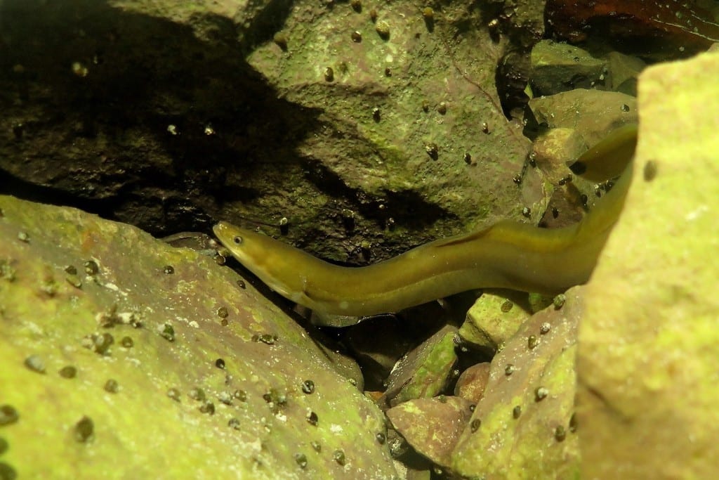 Eel on rocky river bed