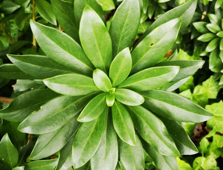 Terrestrial plant, Leaf, Botany