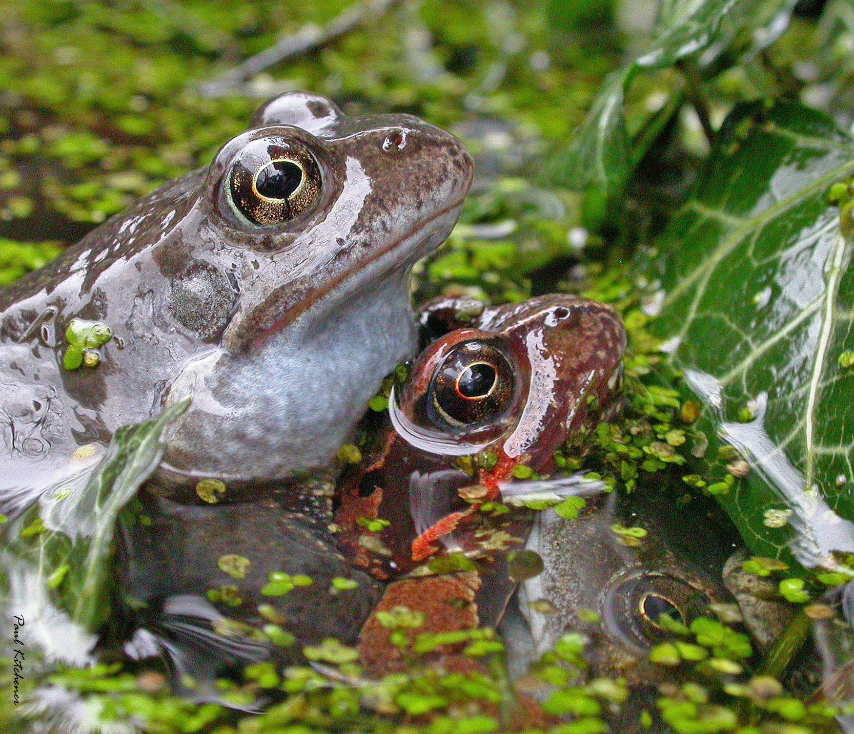 True frog, Natural environment, Terrestrial plant, Water, Toad, Organism, Liquid