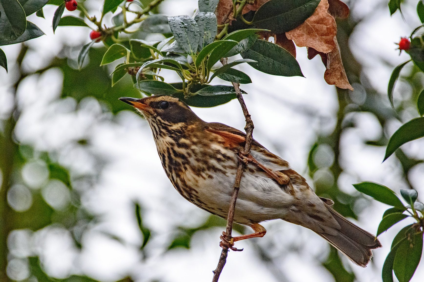 A Redwing perched in a Holly tree