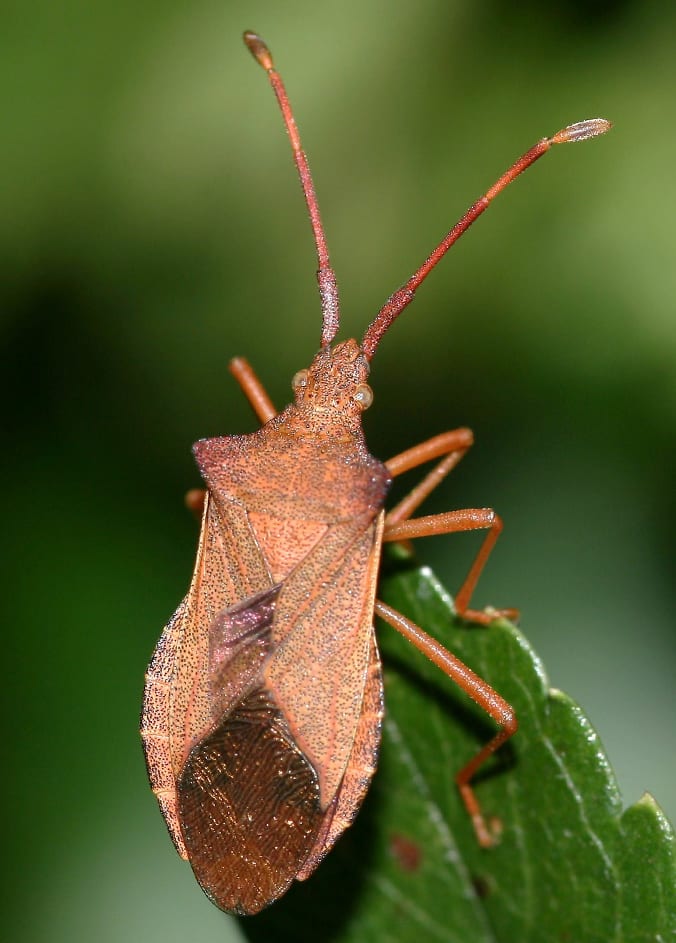 shield bugs, Insect, Arthropod, Beetle